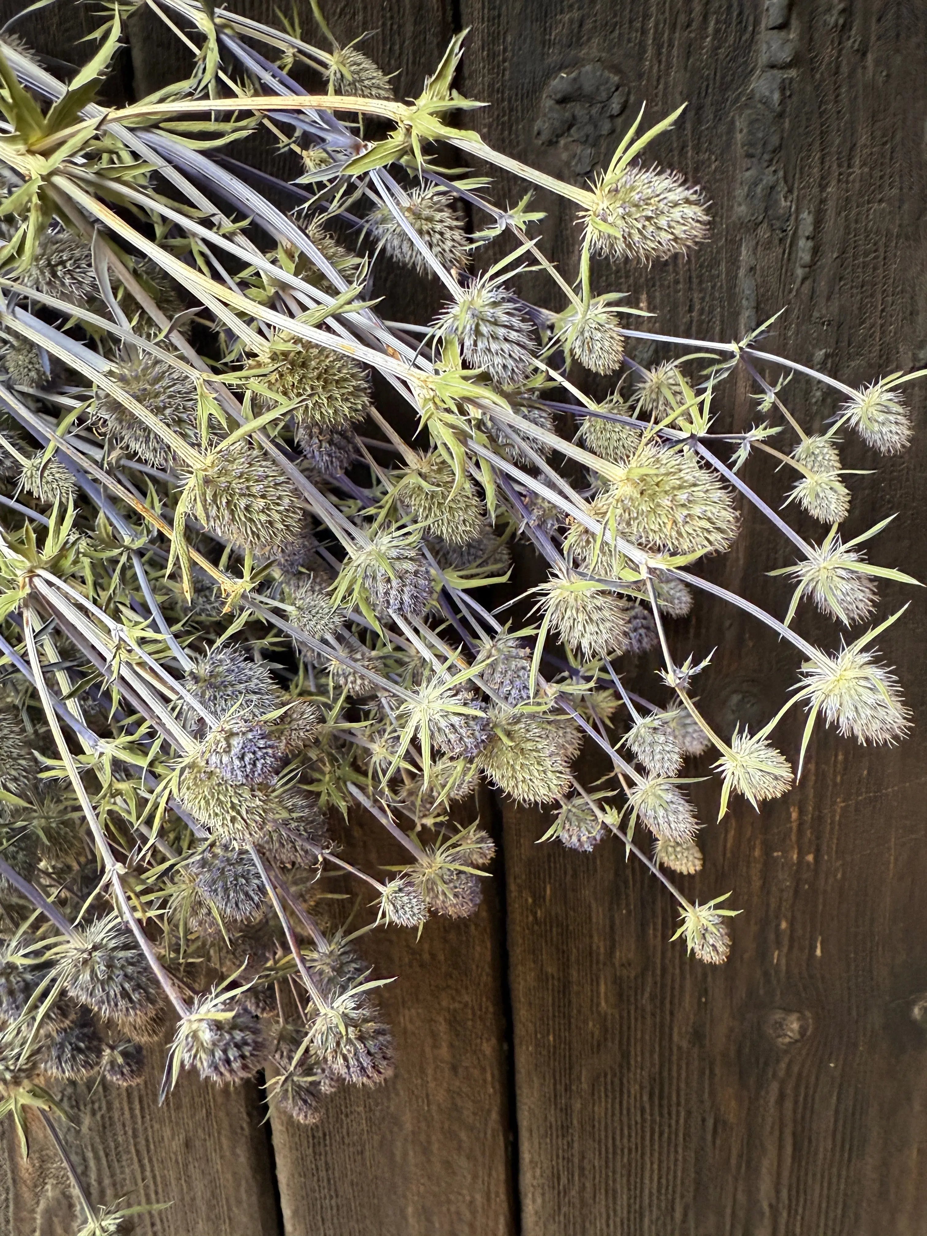 Erygnium (Sea Holly) Dried - REGN