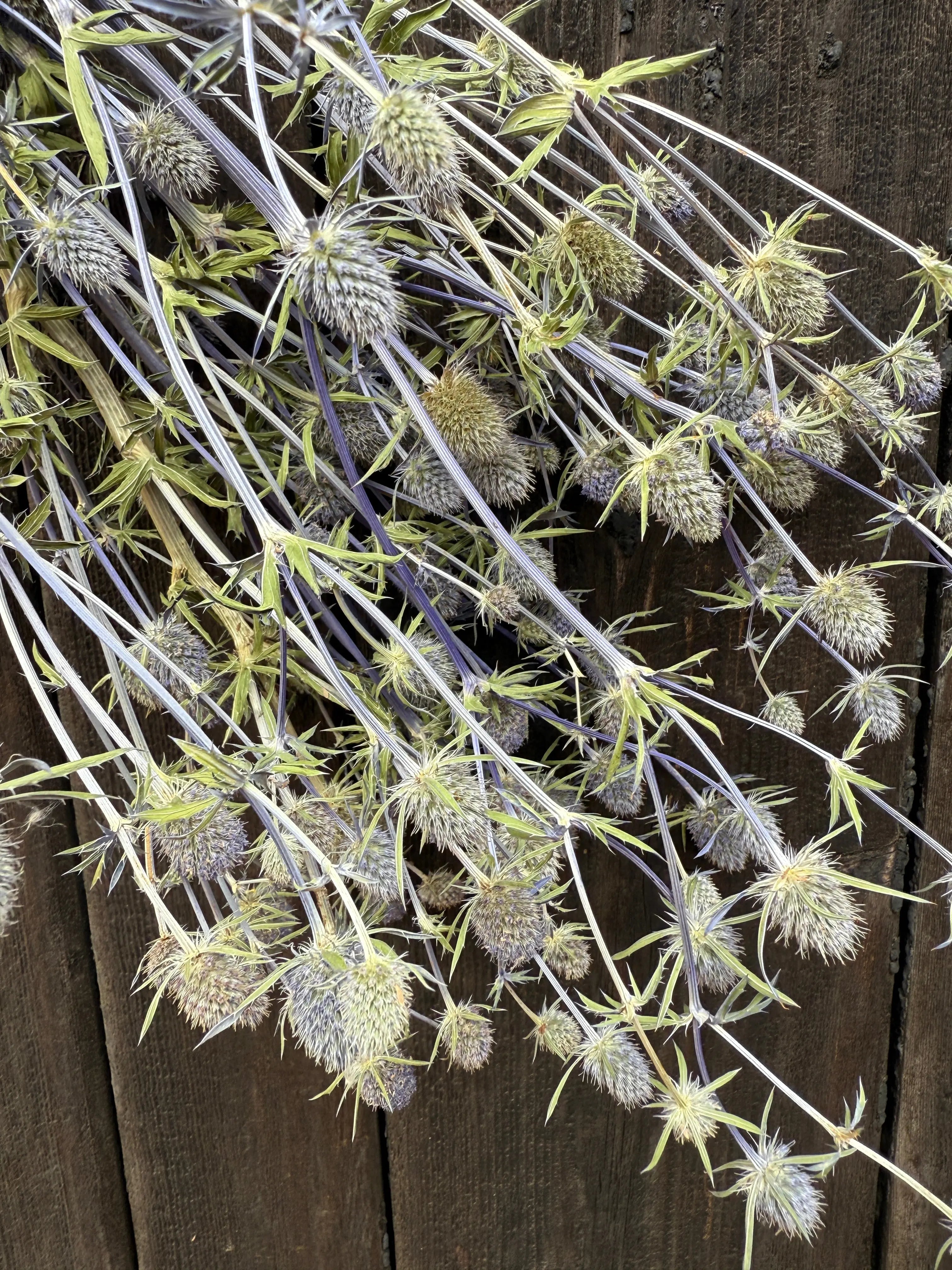 Erygnium (Sea Holly) Dried - REGN