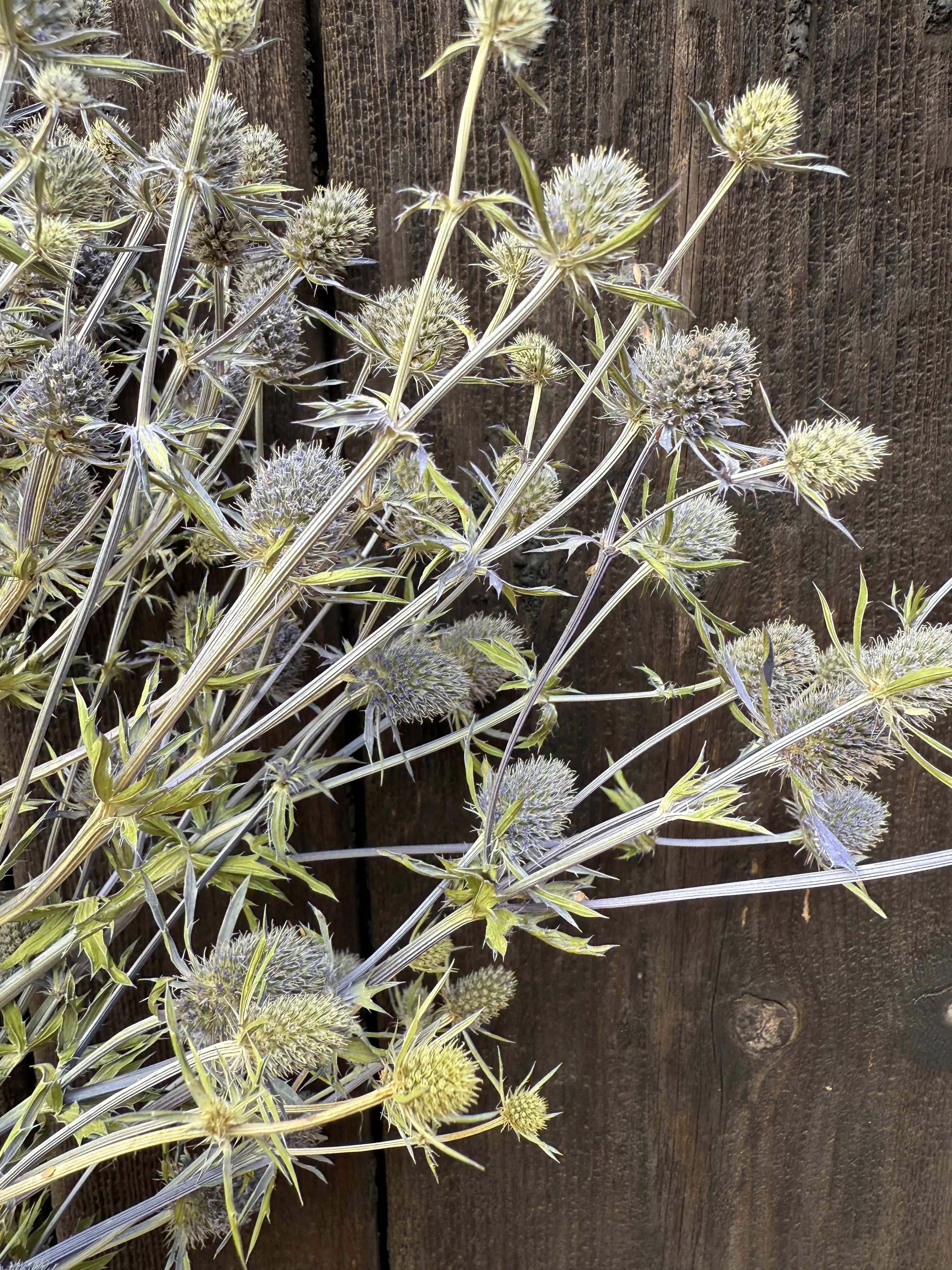 Erygnium (Sea Holly) Dried - REGN