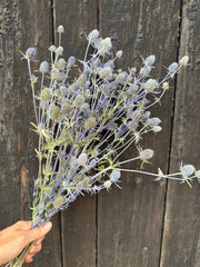 Erygnium (Sea Holly) Dried - REGN