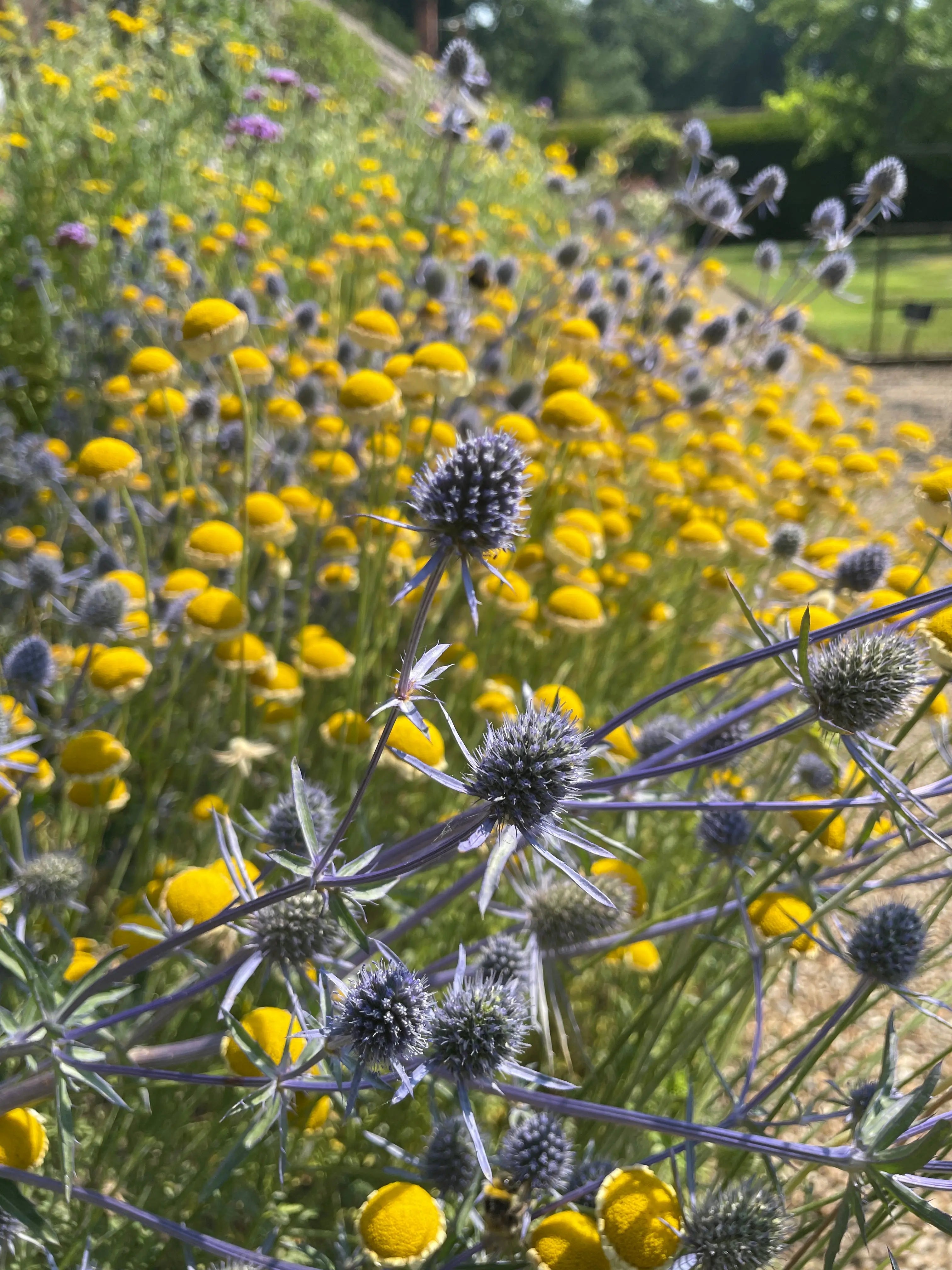 Eryngium (Sea Holly) - REGN