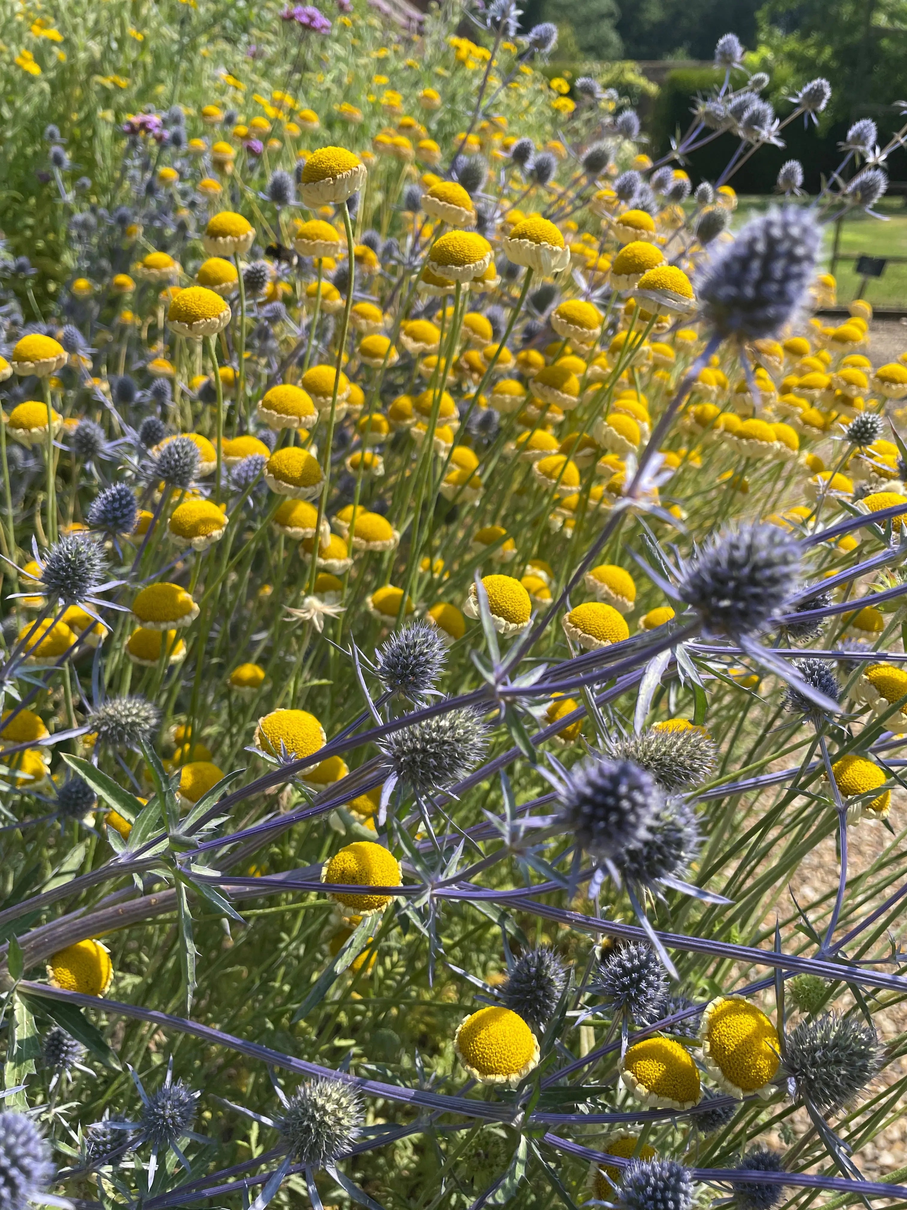 Eryngium (Sea Holly) - REGN