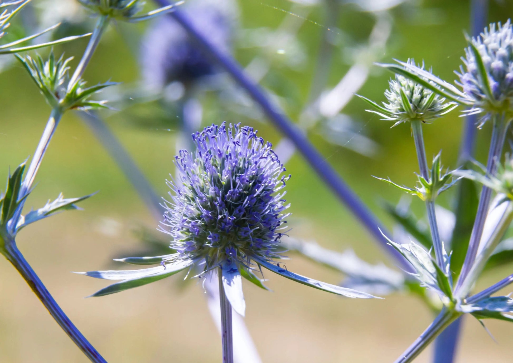 Eryngium (Sea Holly) - REGN