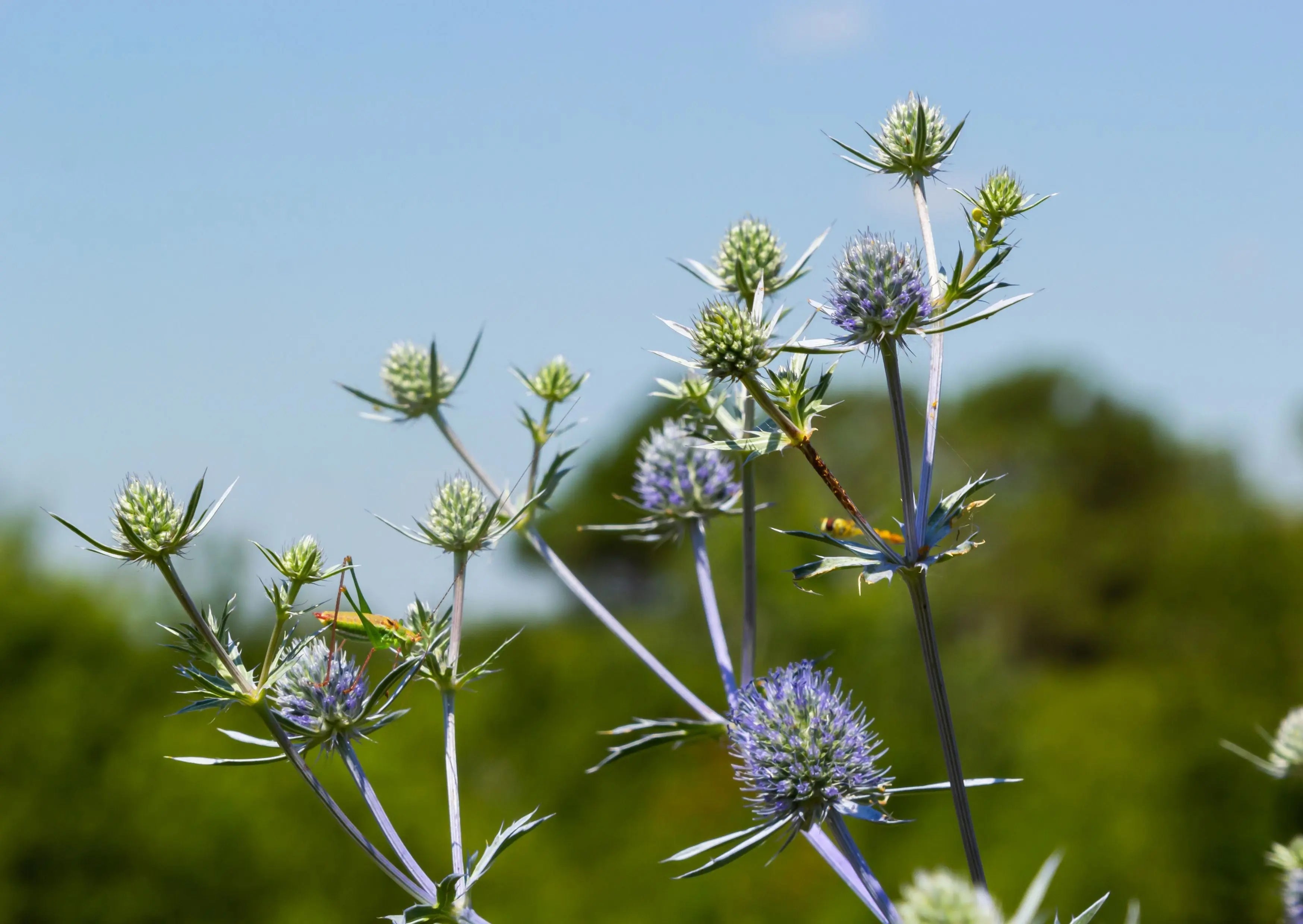 Eryngium (Sea Holly) - REGN