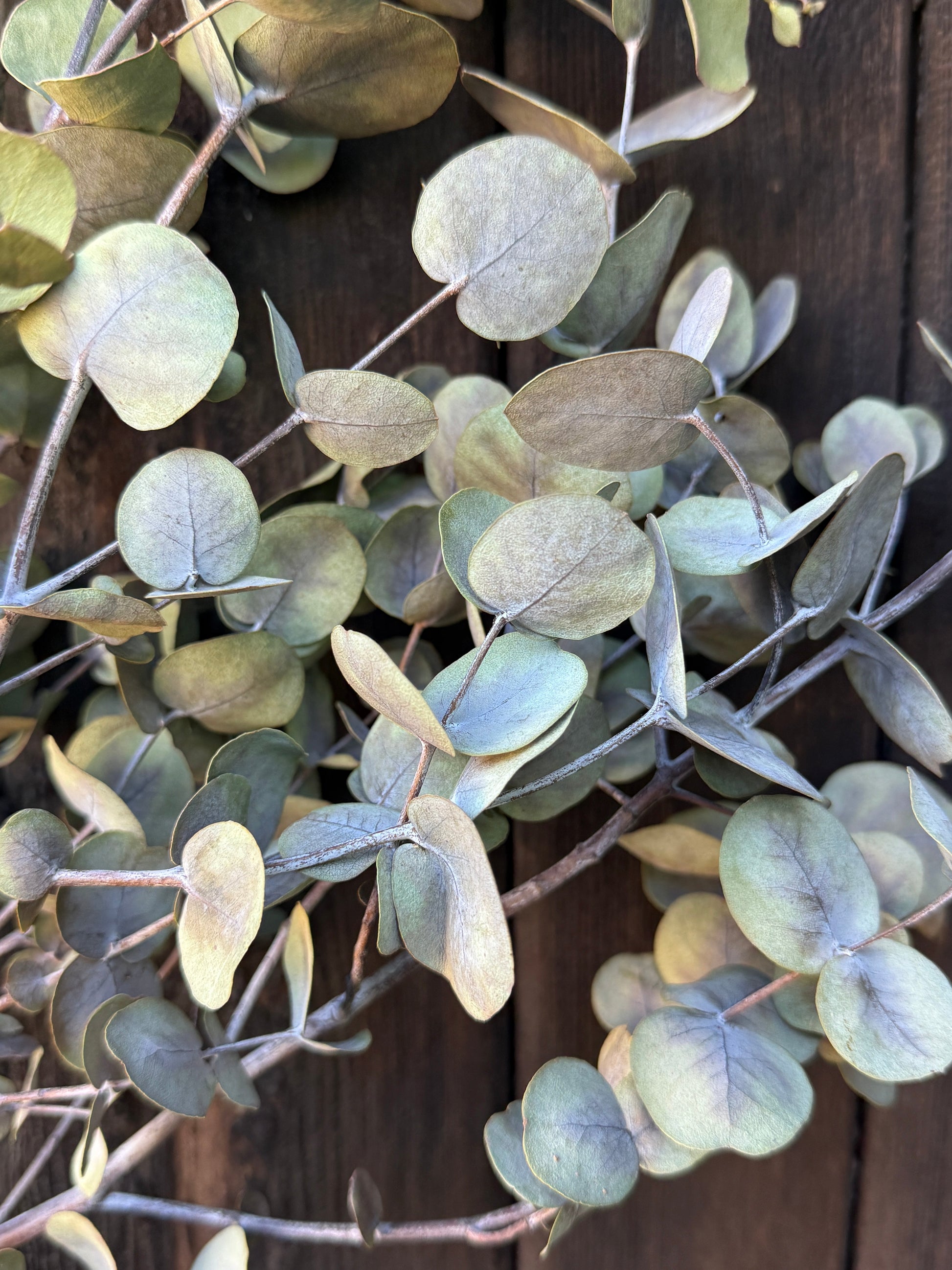 Eucalyptus Dried - REGN