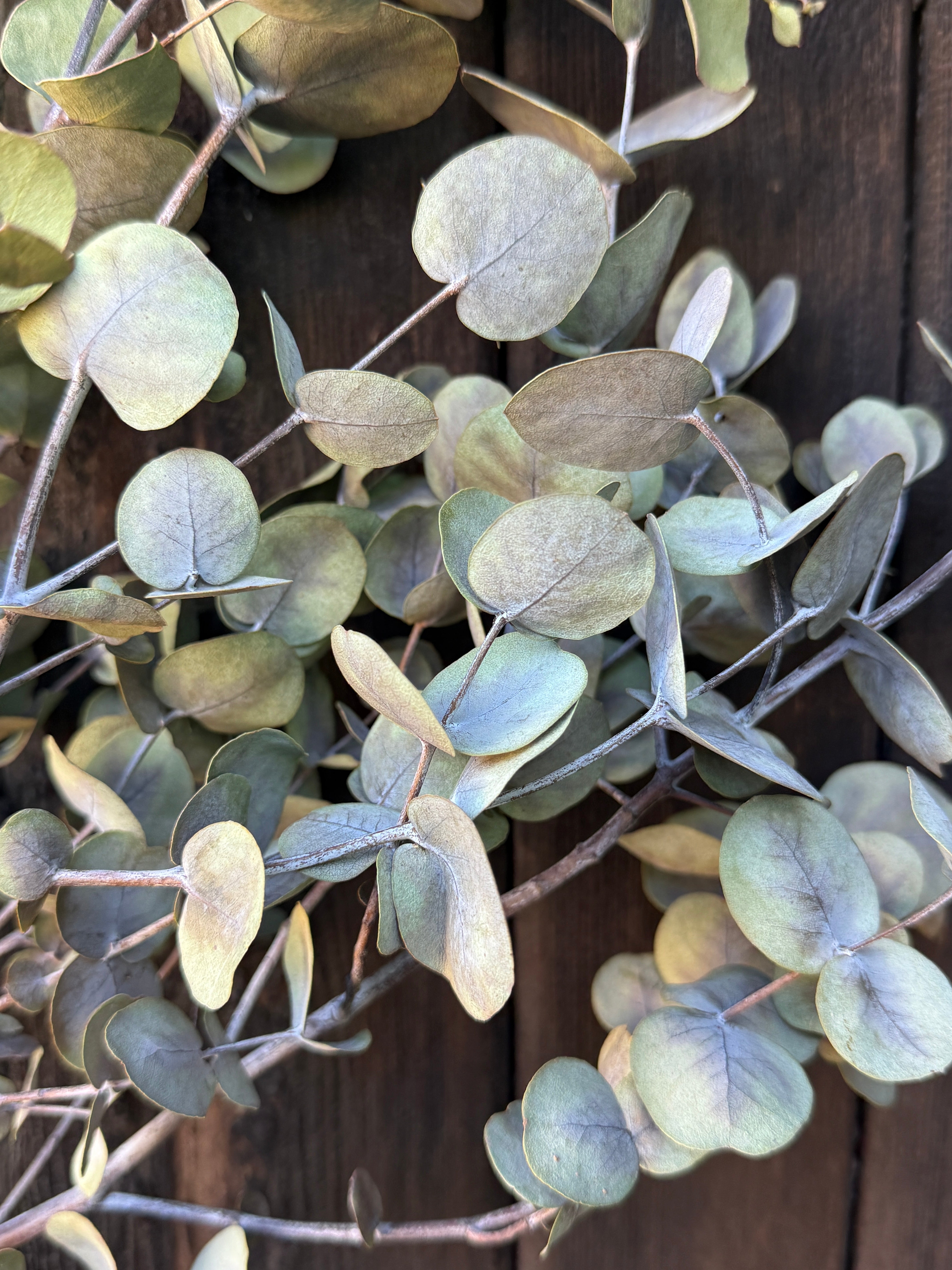 Eucalyptus Dried - REGN
