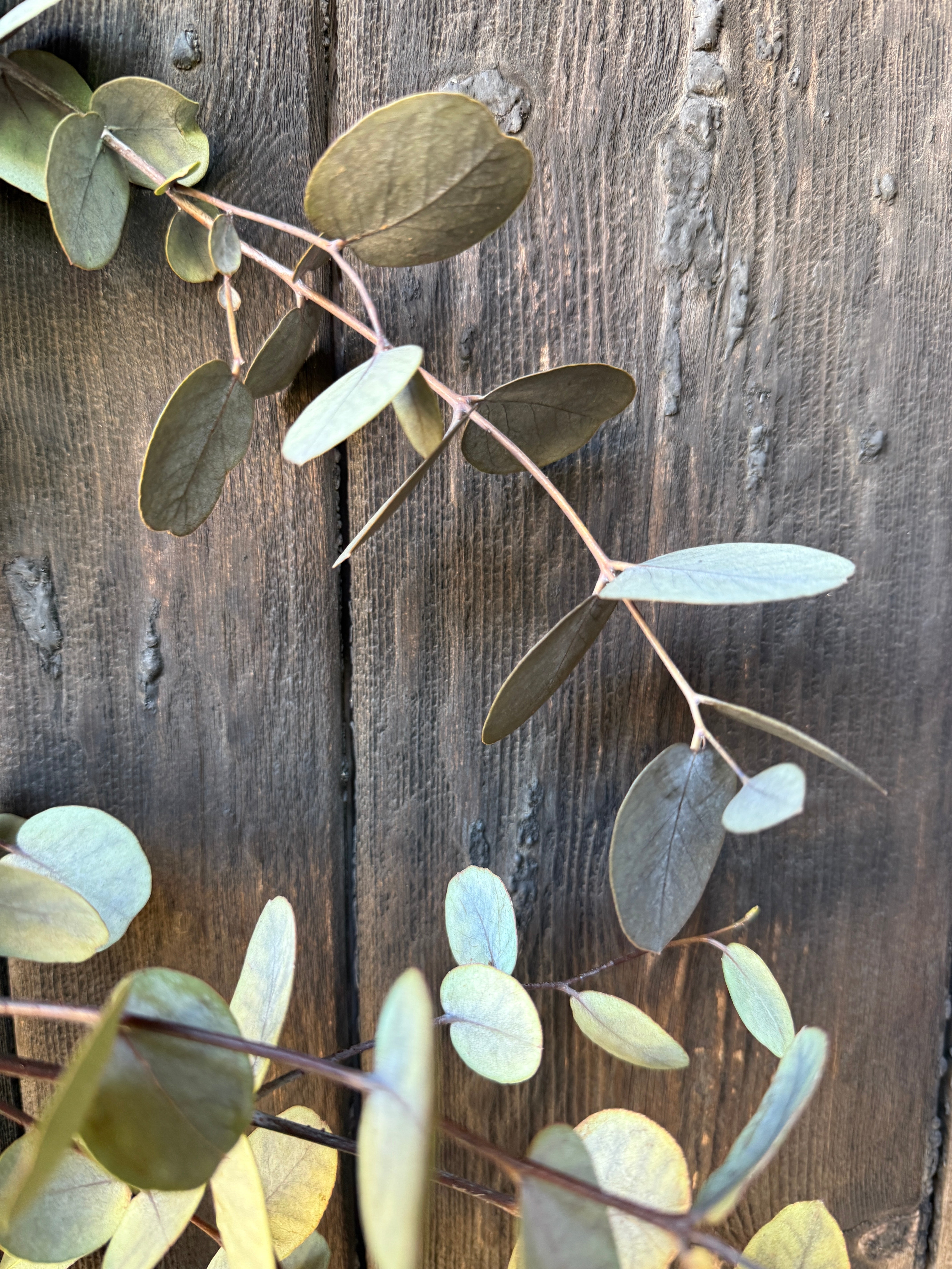 Eucalyptus Dried - REGN
