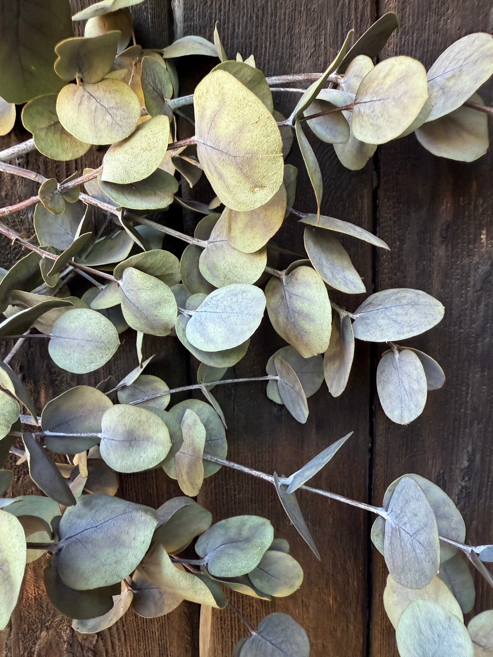 Eucalyptus Dried - REGN