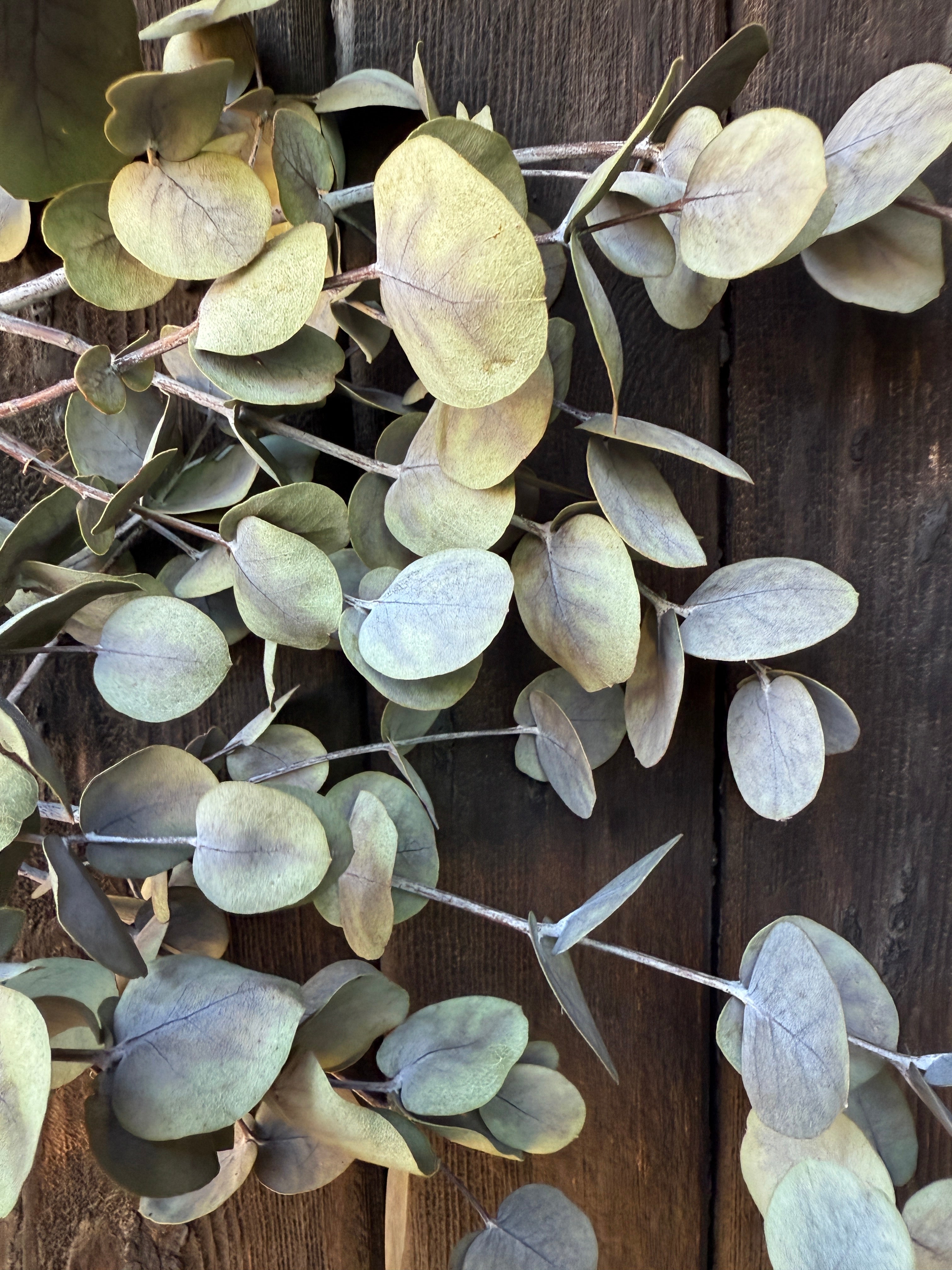 Eucalyptus Dried - REGN
