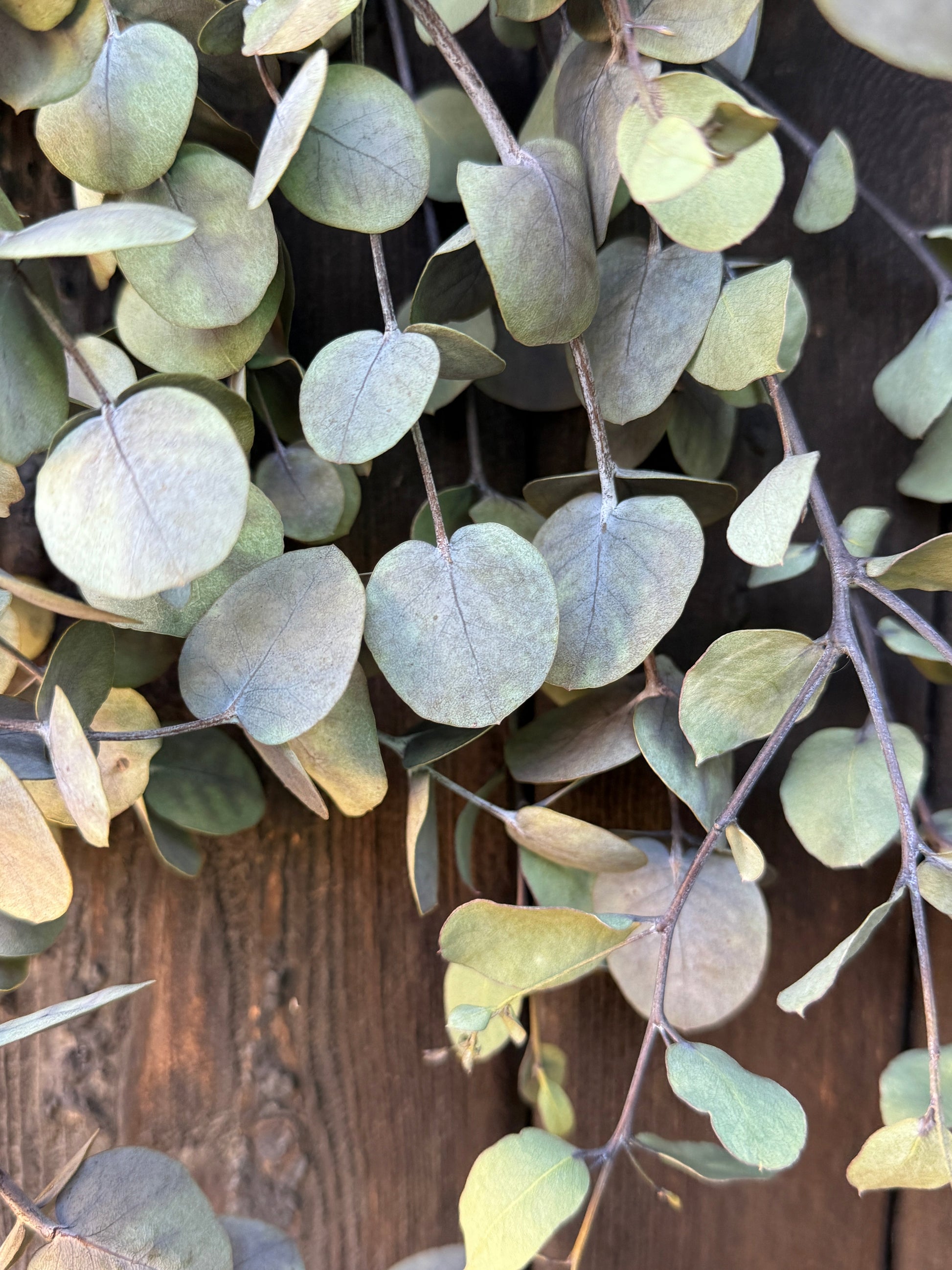 Eucalyptus Dried - REGN