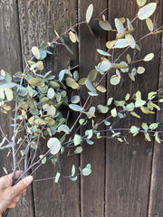 Eucalyptus Dried - REGN
