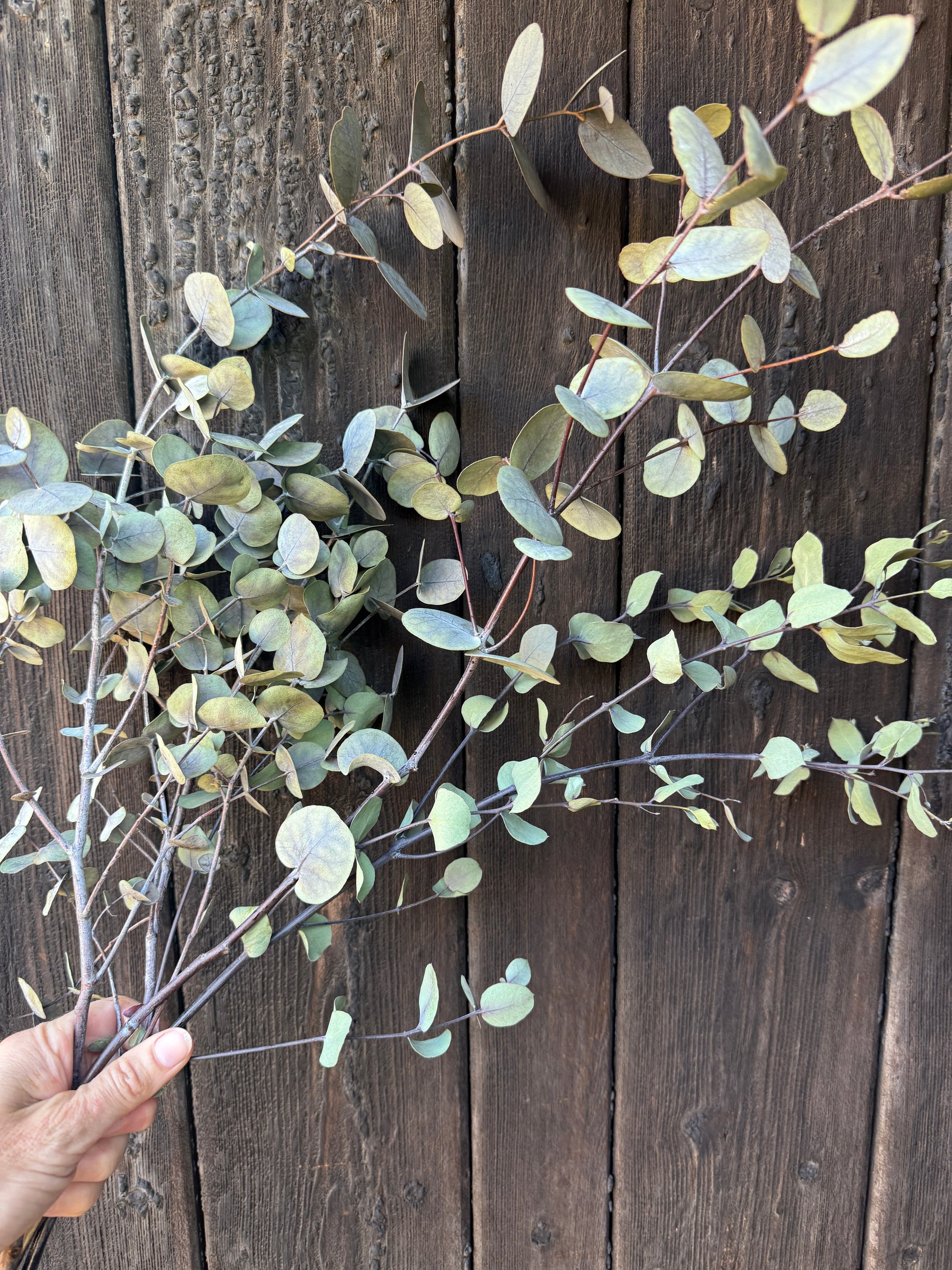 Eucalyptus Dried - REGN