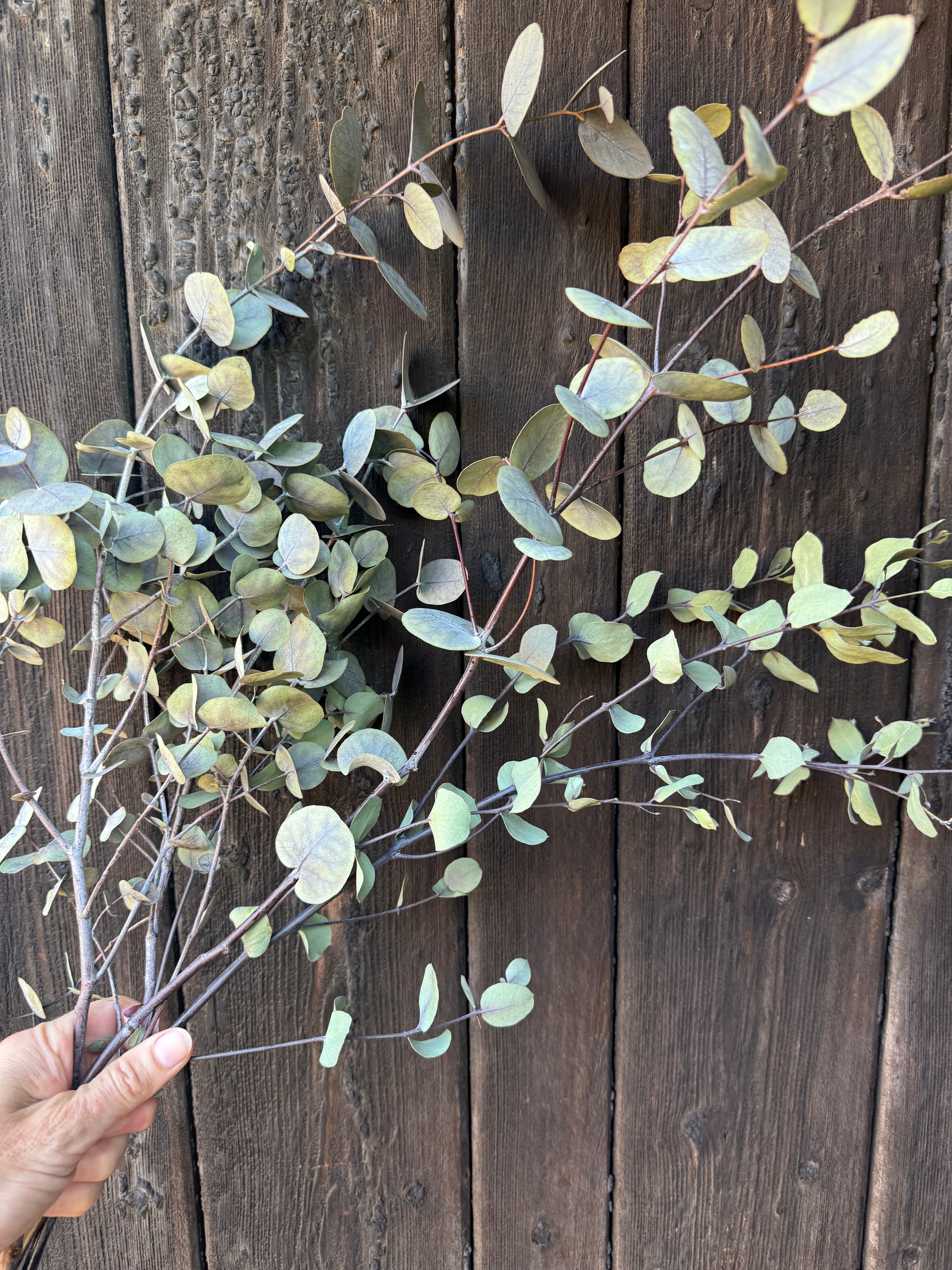 Eucalyptus Dried - REGN
