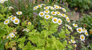 Feverfew - REGN