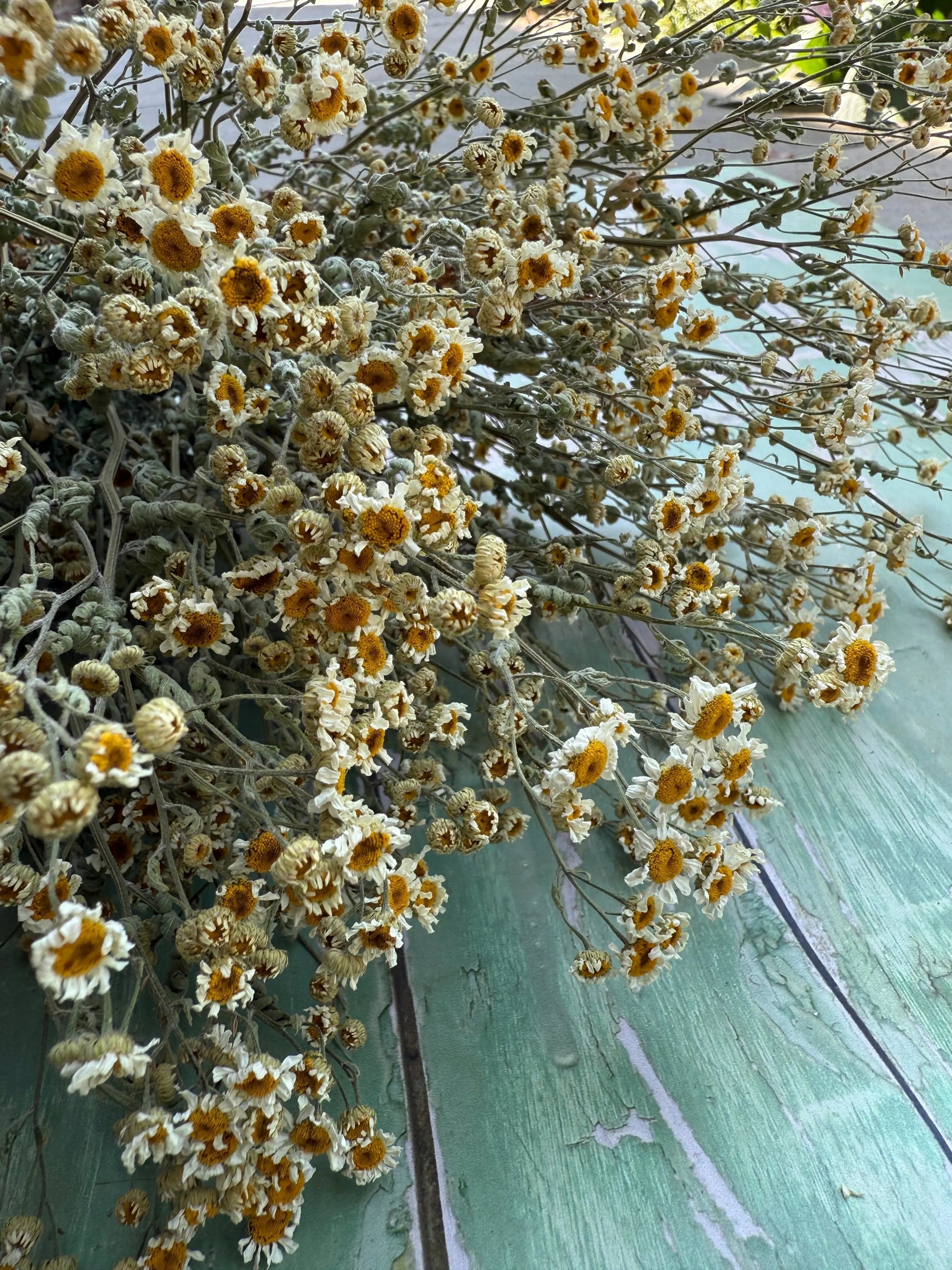 Feverfew Dried - REGN