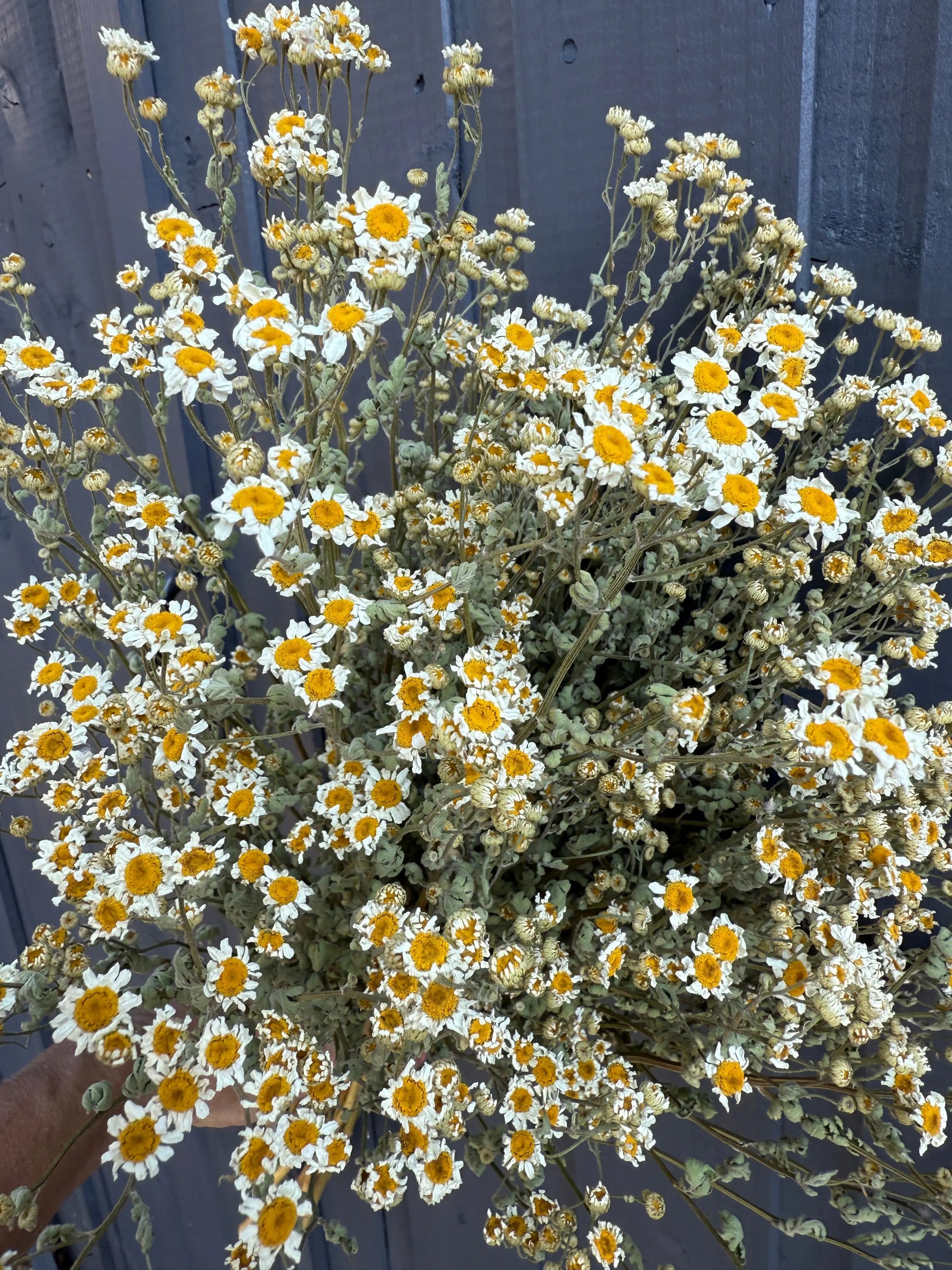 Feverfew Dried - REGN
