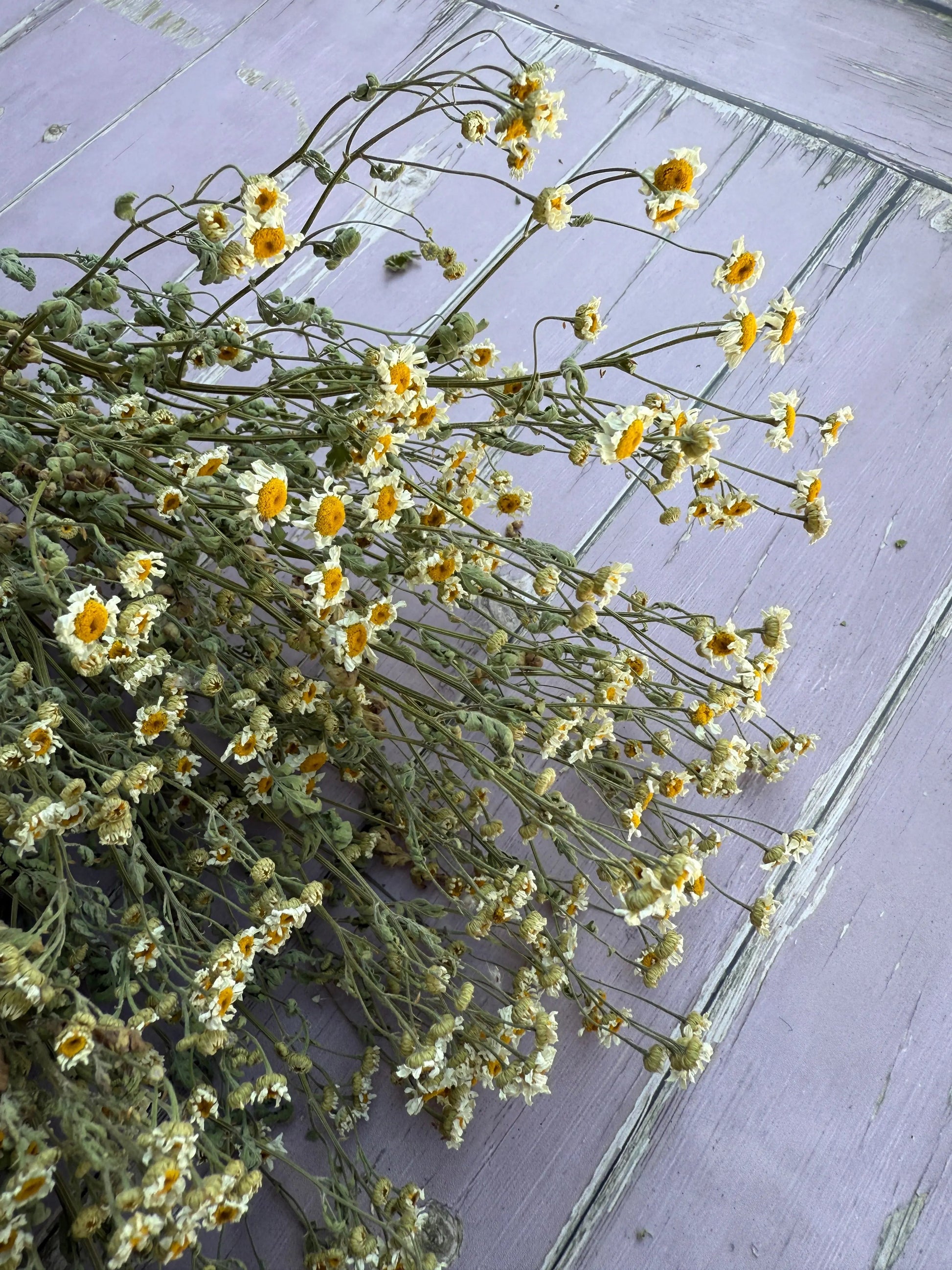 Feverfew Dried - REGN