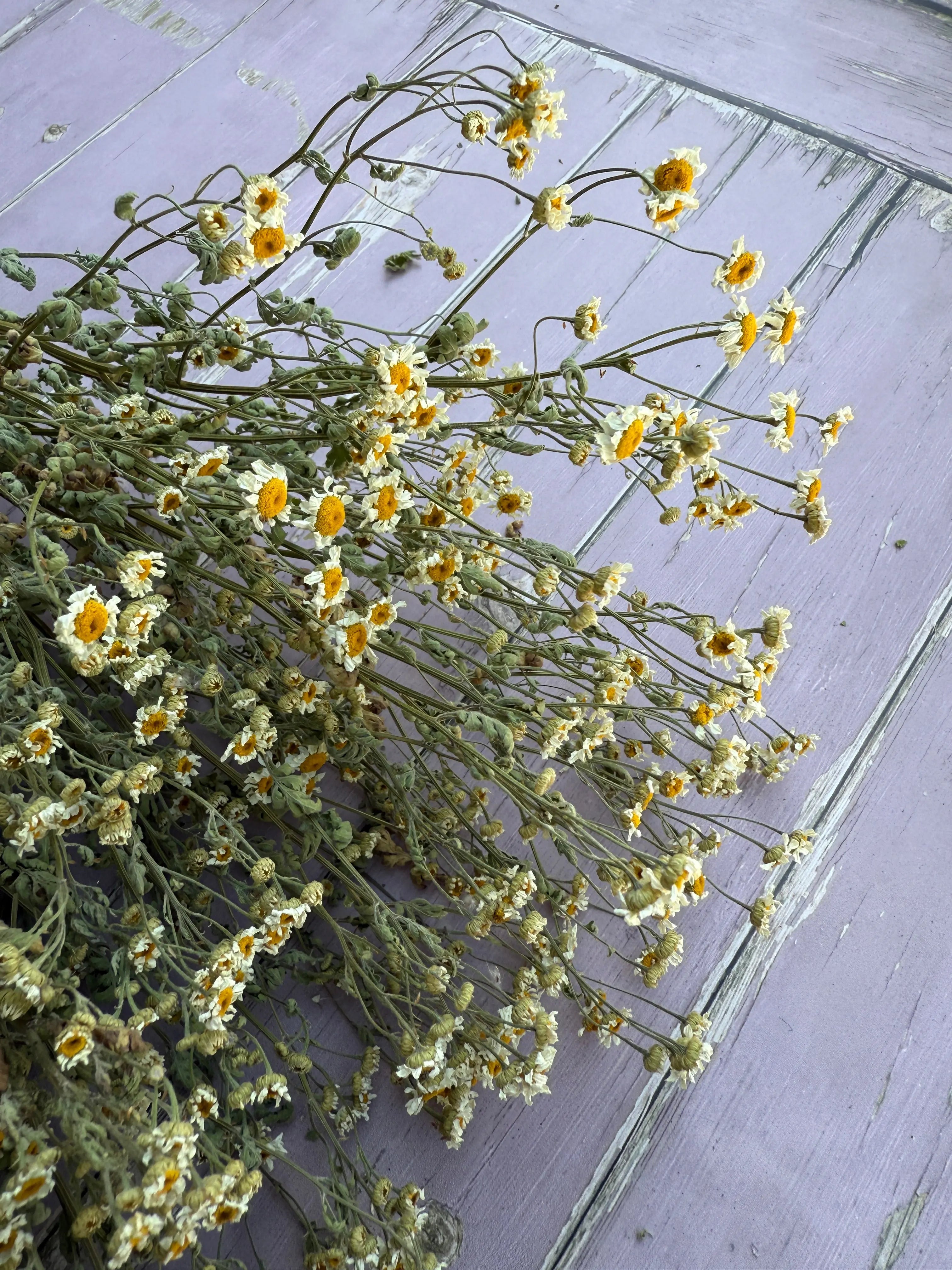 Feverfew Dried - REGN
