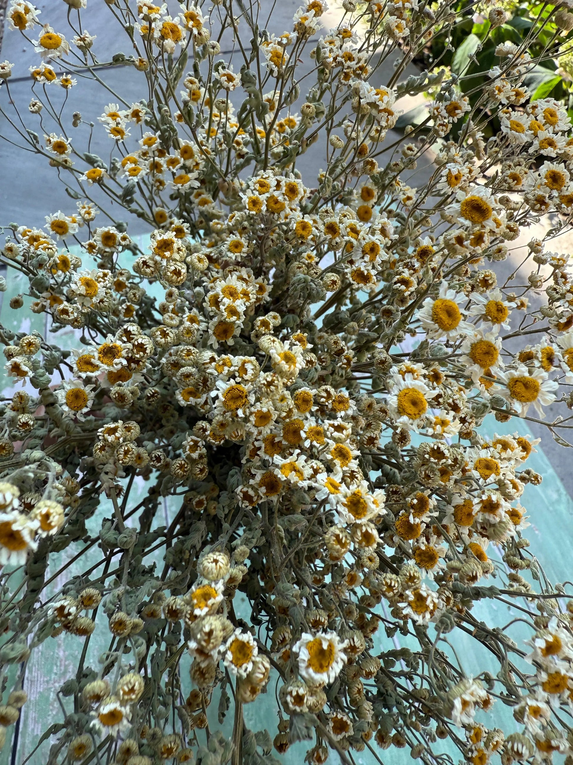 Feverfew Dried - REGN