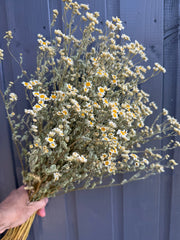 Feverfew Dried - REGN