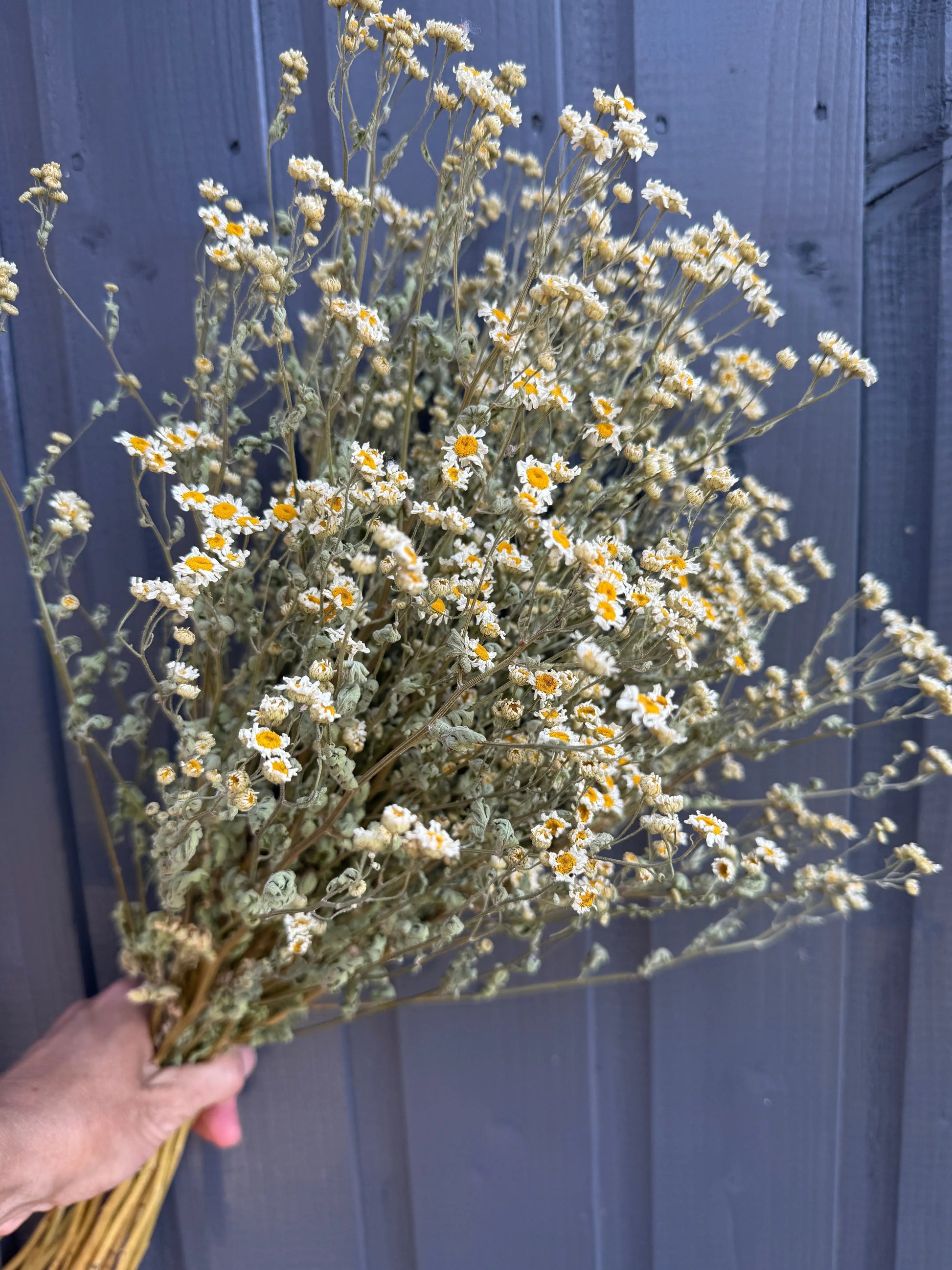Feverfew Dried - REGN