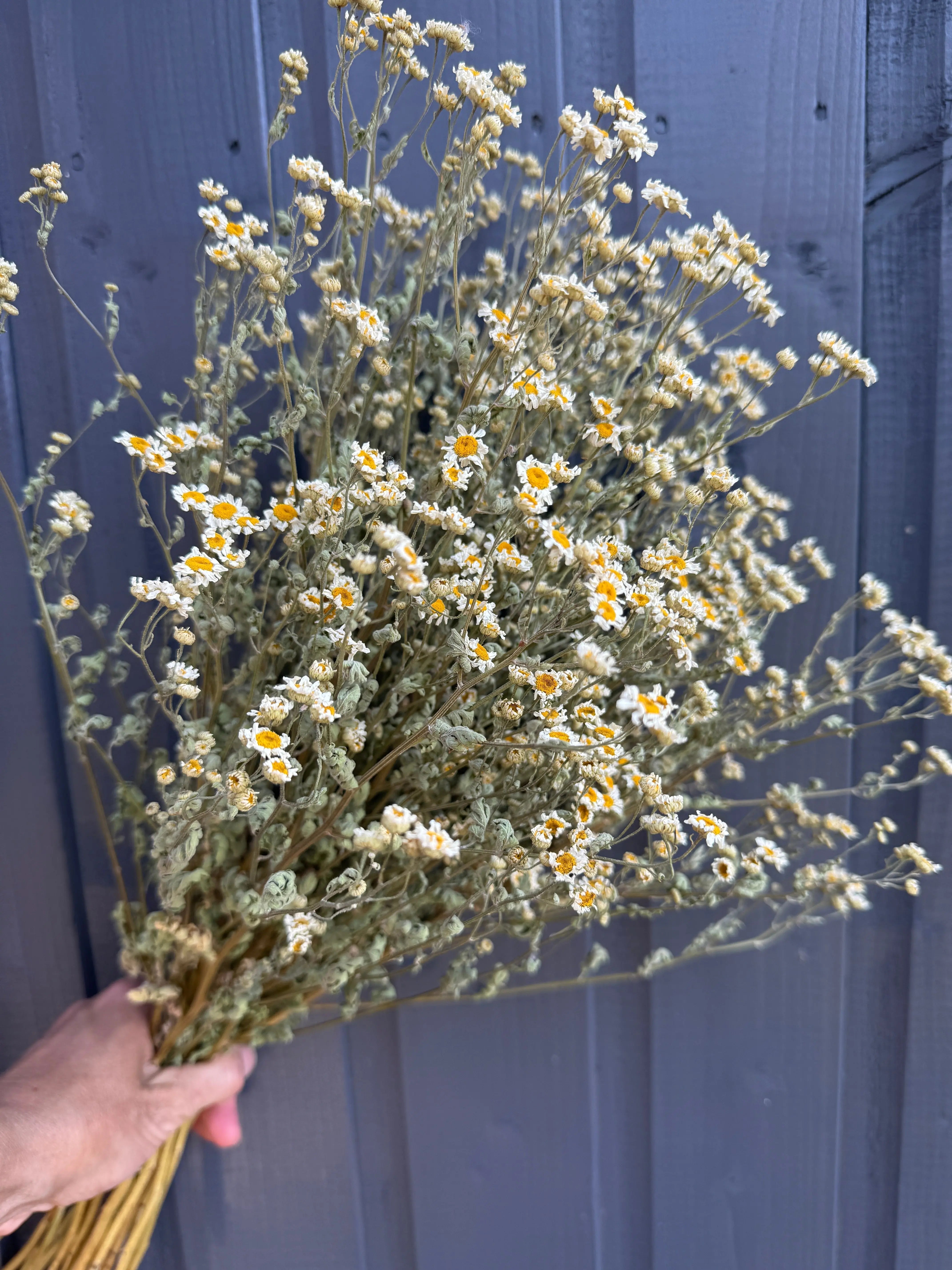 Feverfew Dried - REGN