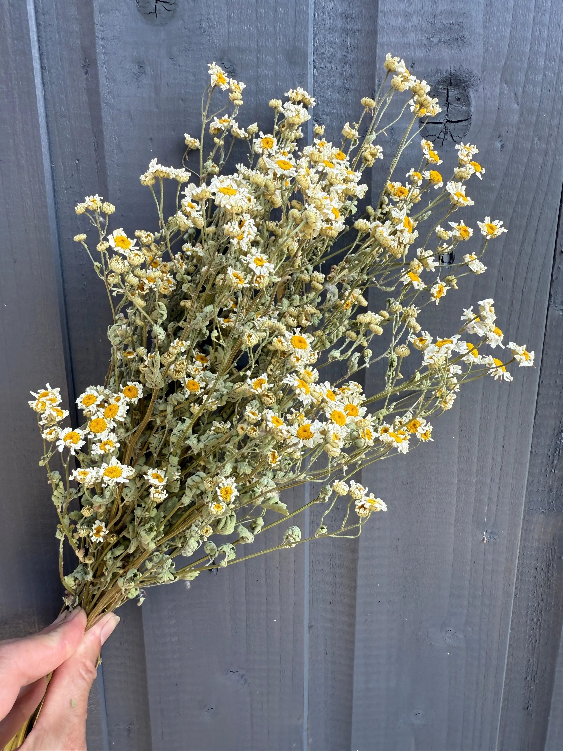 Feverfew Dried - REGN