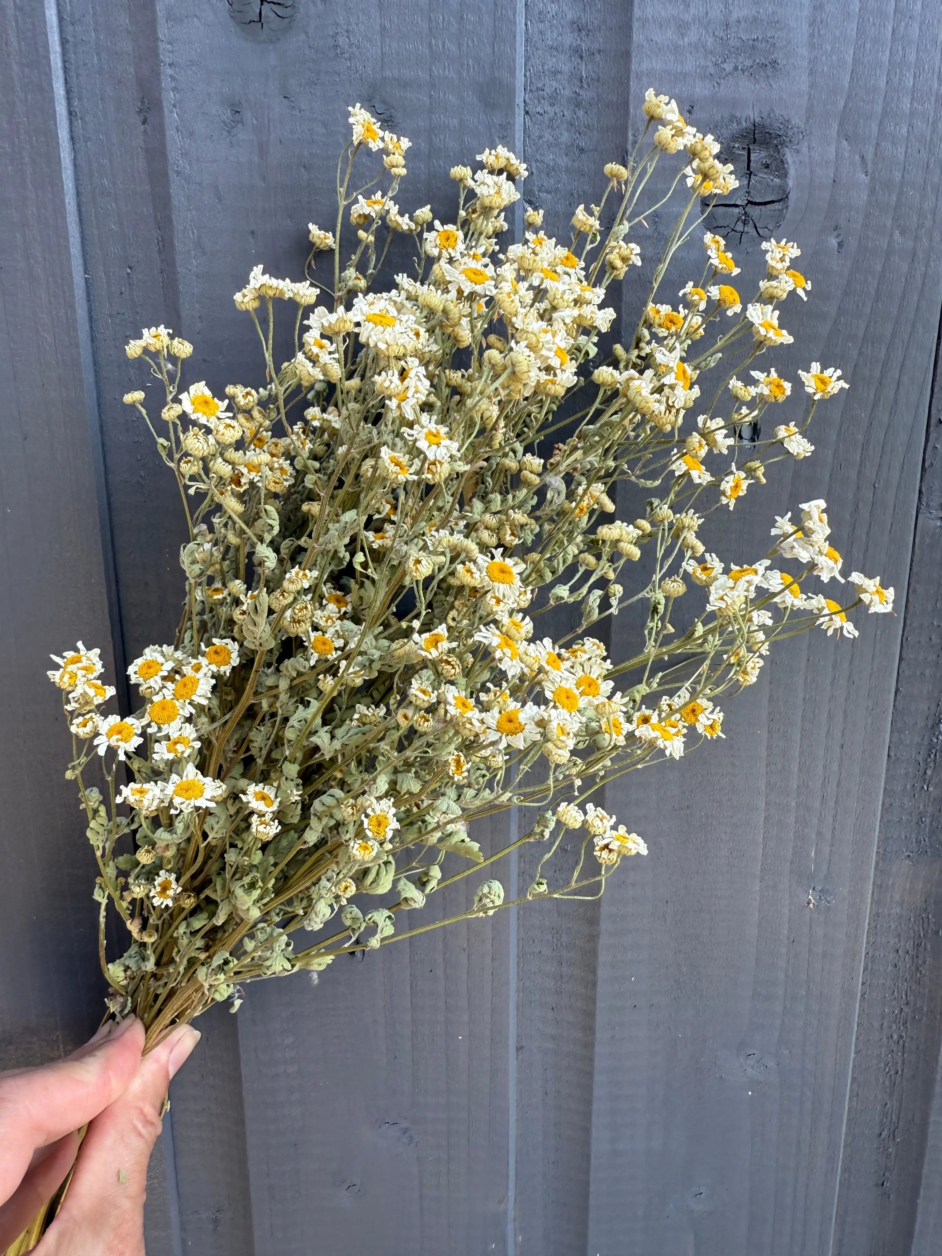 Feverfew Dried - REGN