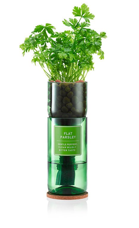 Flat Parsley - REGN