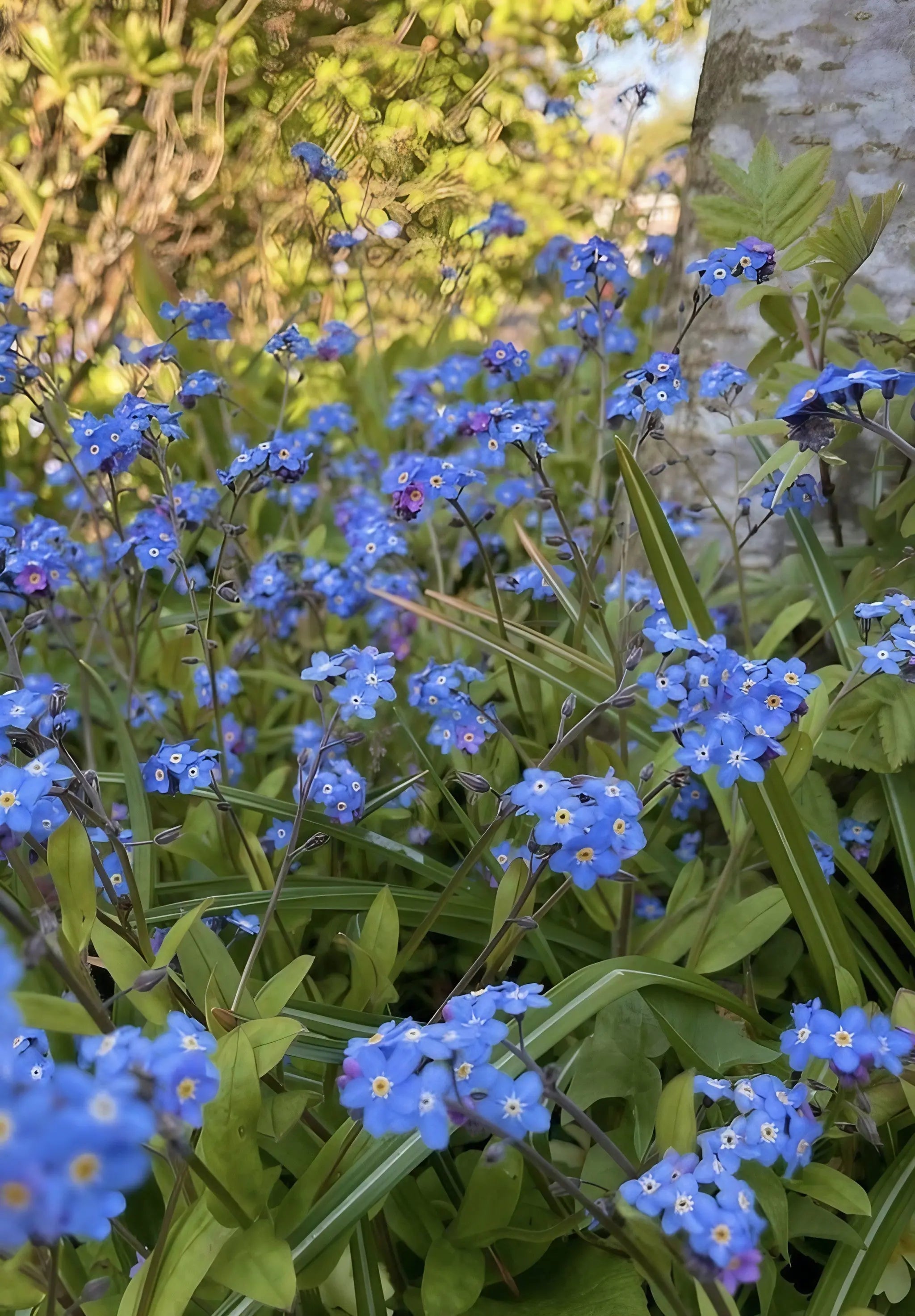 Forget-me-not Blue - REGN