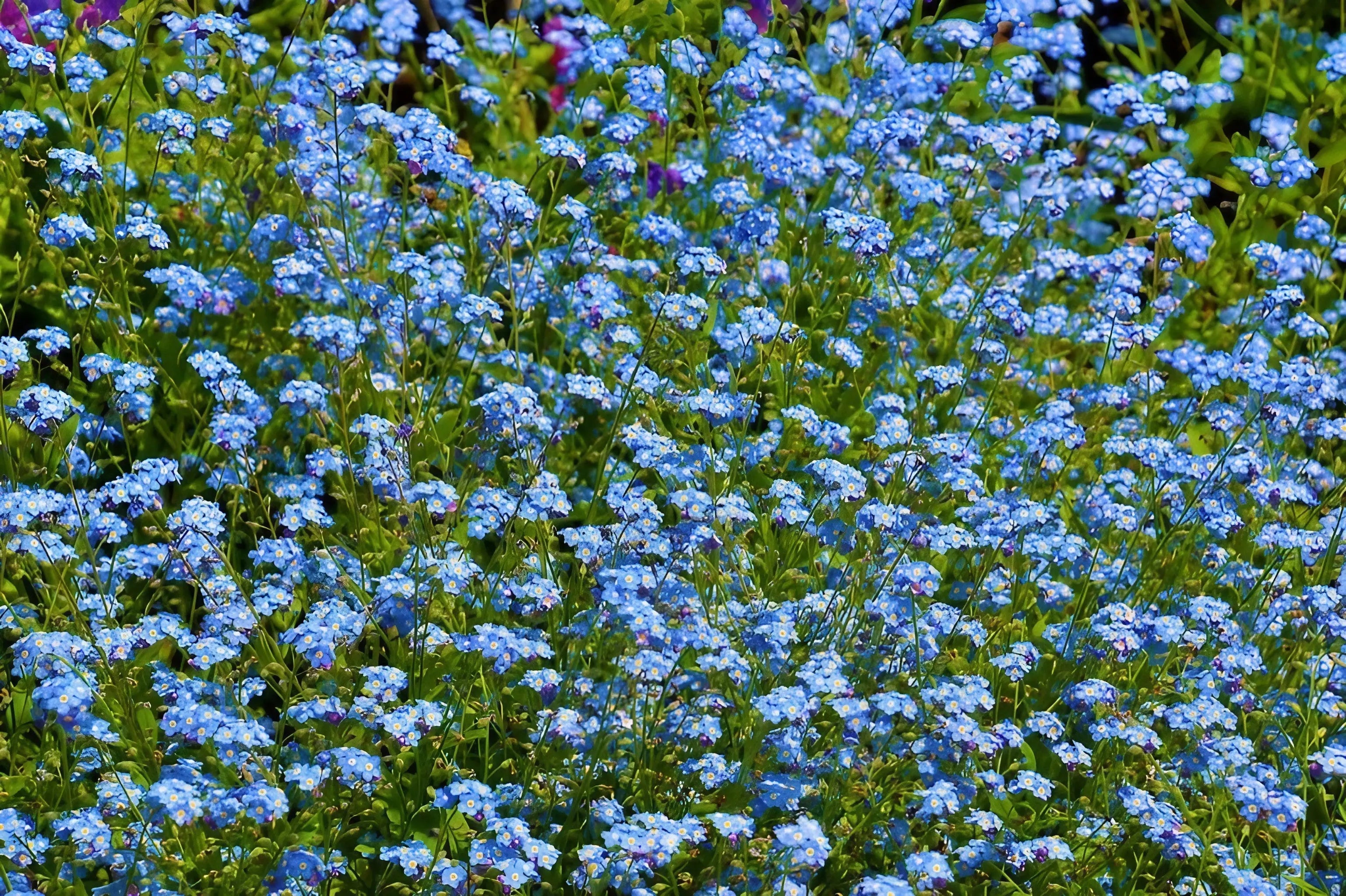 Forget-me-not Blue - REGN