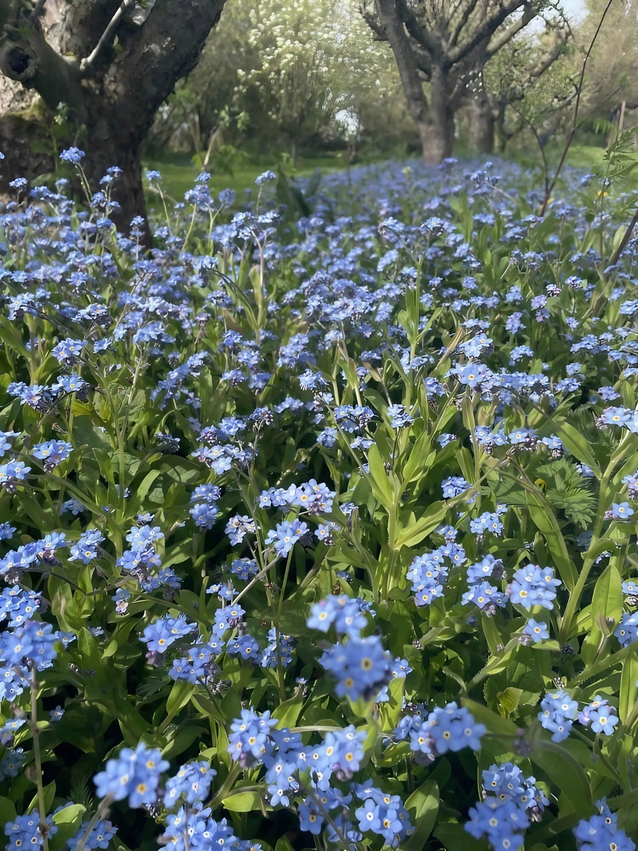 Forget-me-not Blue - REGN