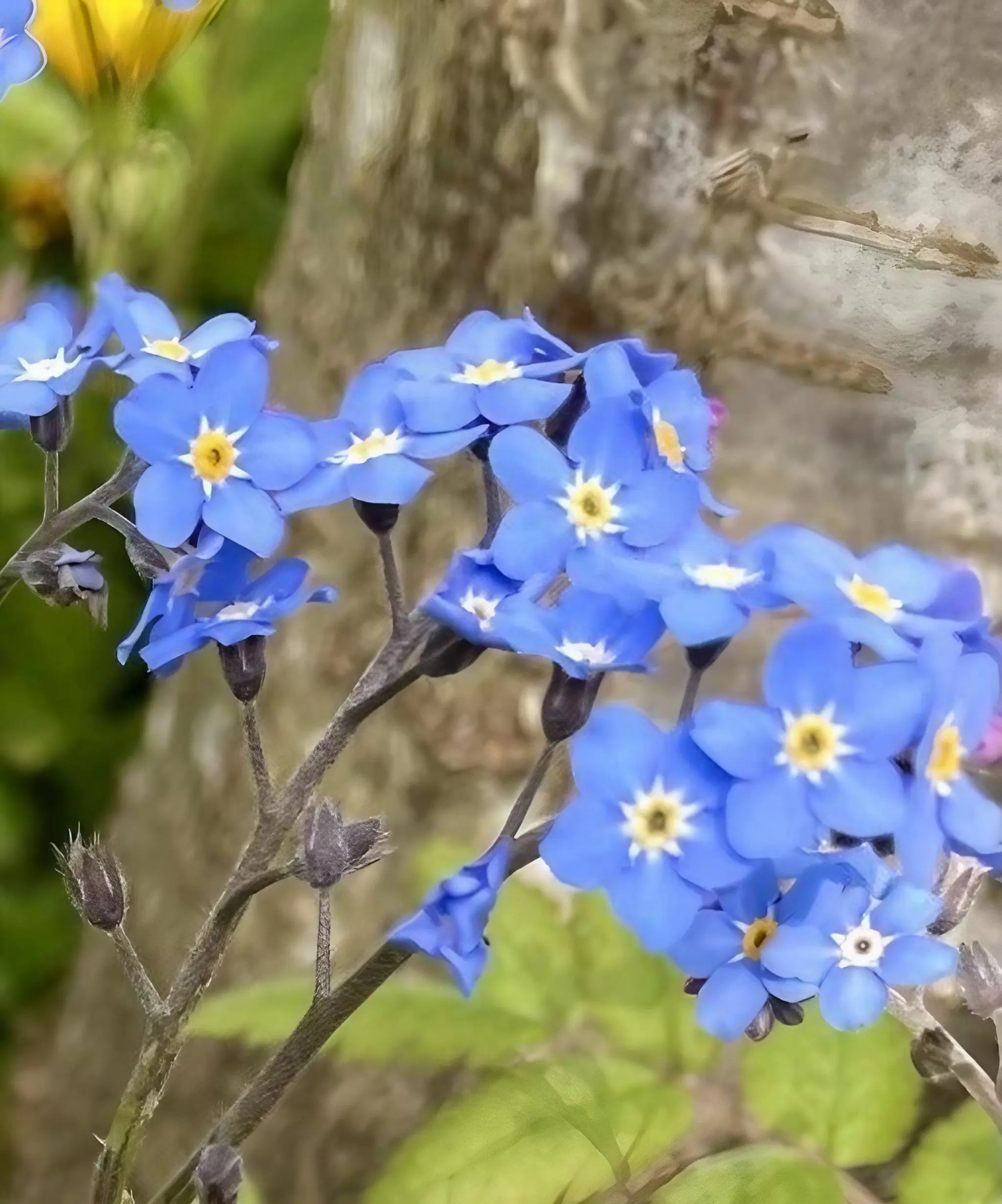 Forget-me-not Blue - REGN