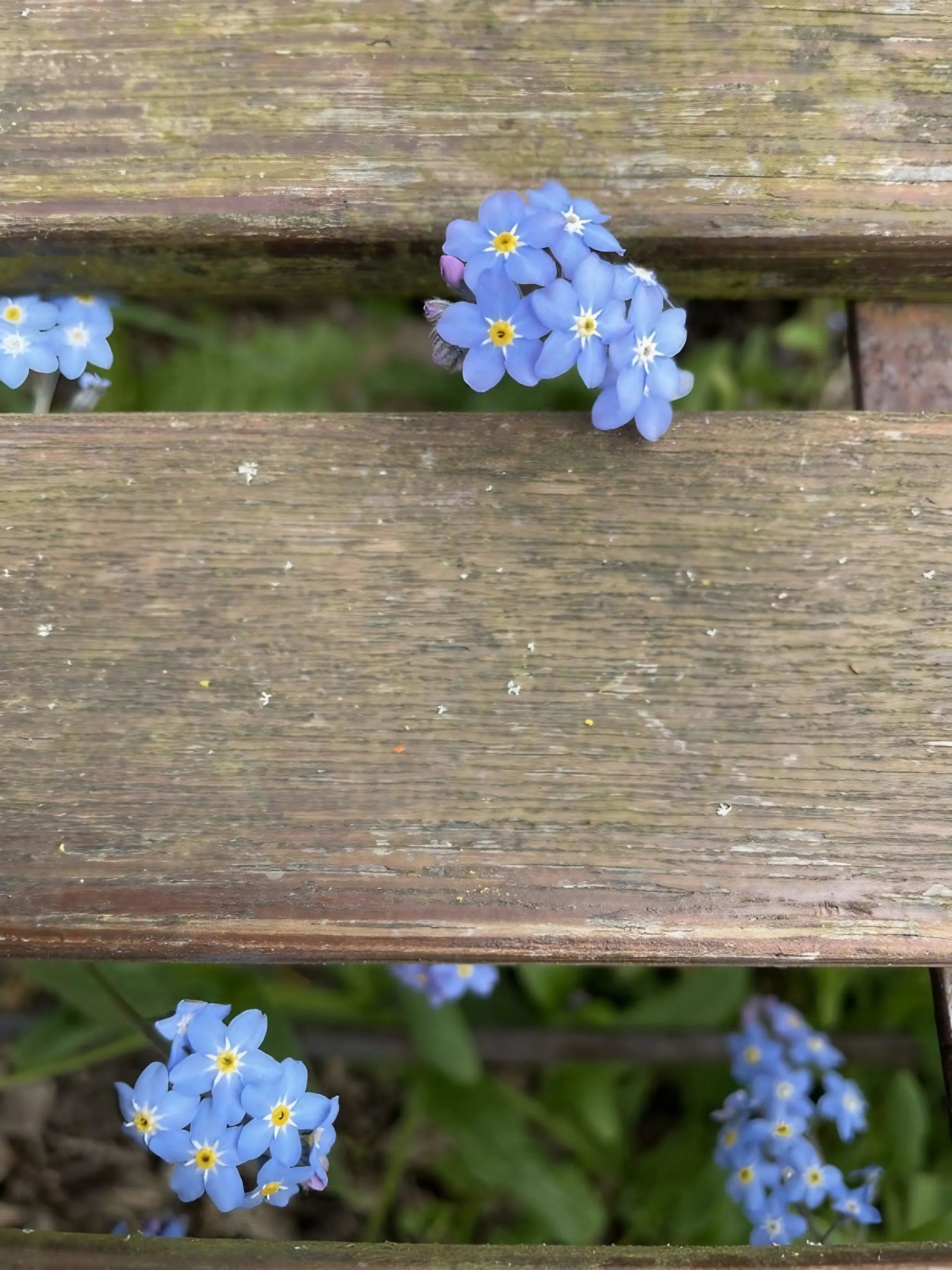Forget-me-not Blue - REGN