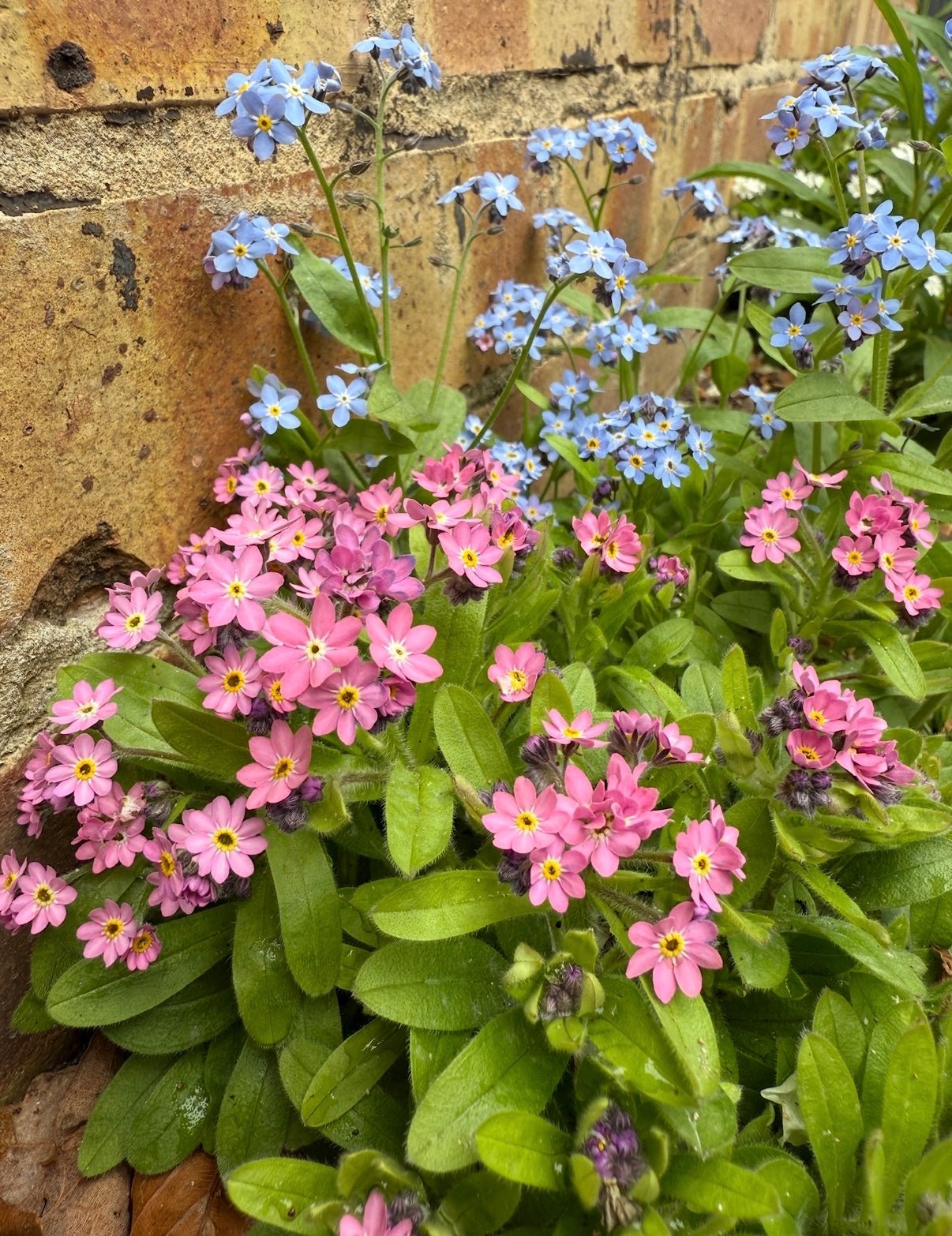 Forget-me-not Victoria Mixed - REGN
