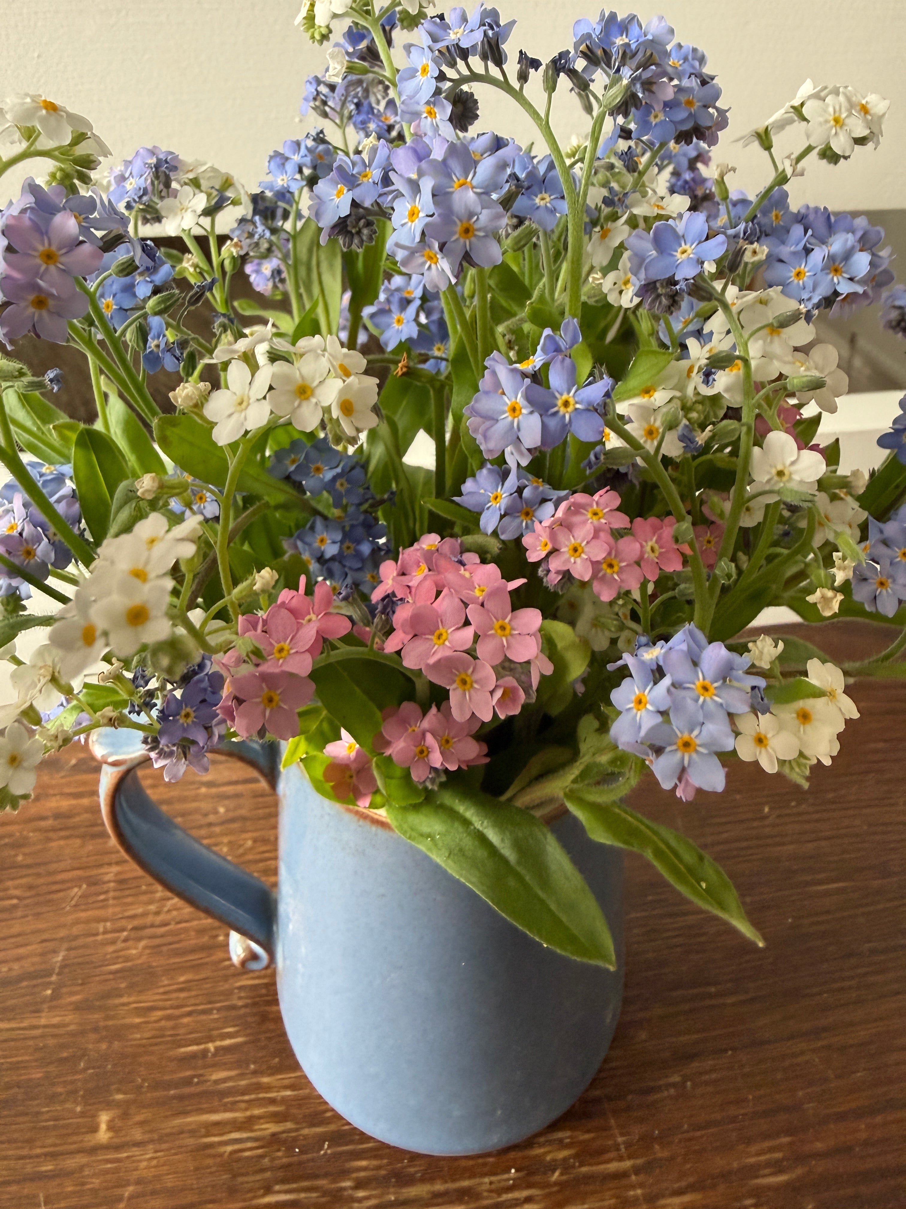 Forget-me-not Victoria Mixed - REGN