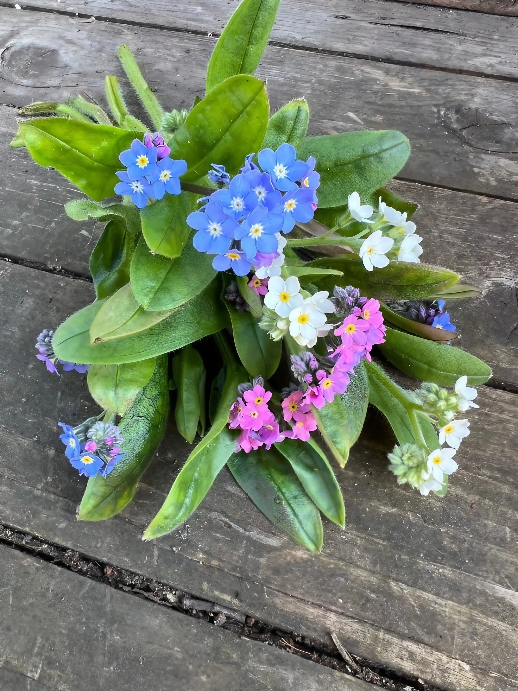 Forget-me-not Victoria Mixed - REGN