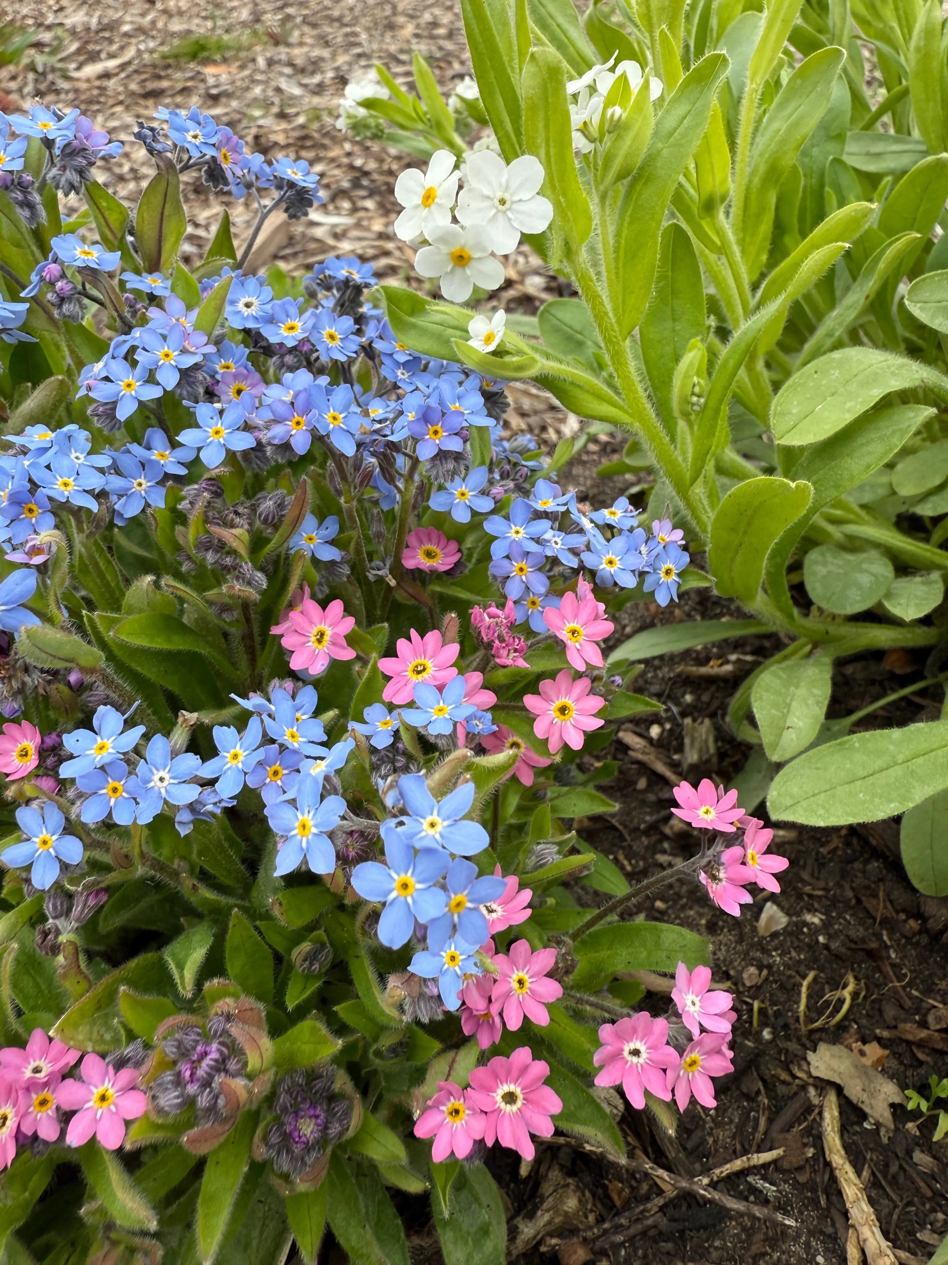 Forget-me-not Victoria Mixed - REGN
