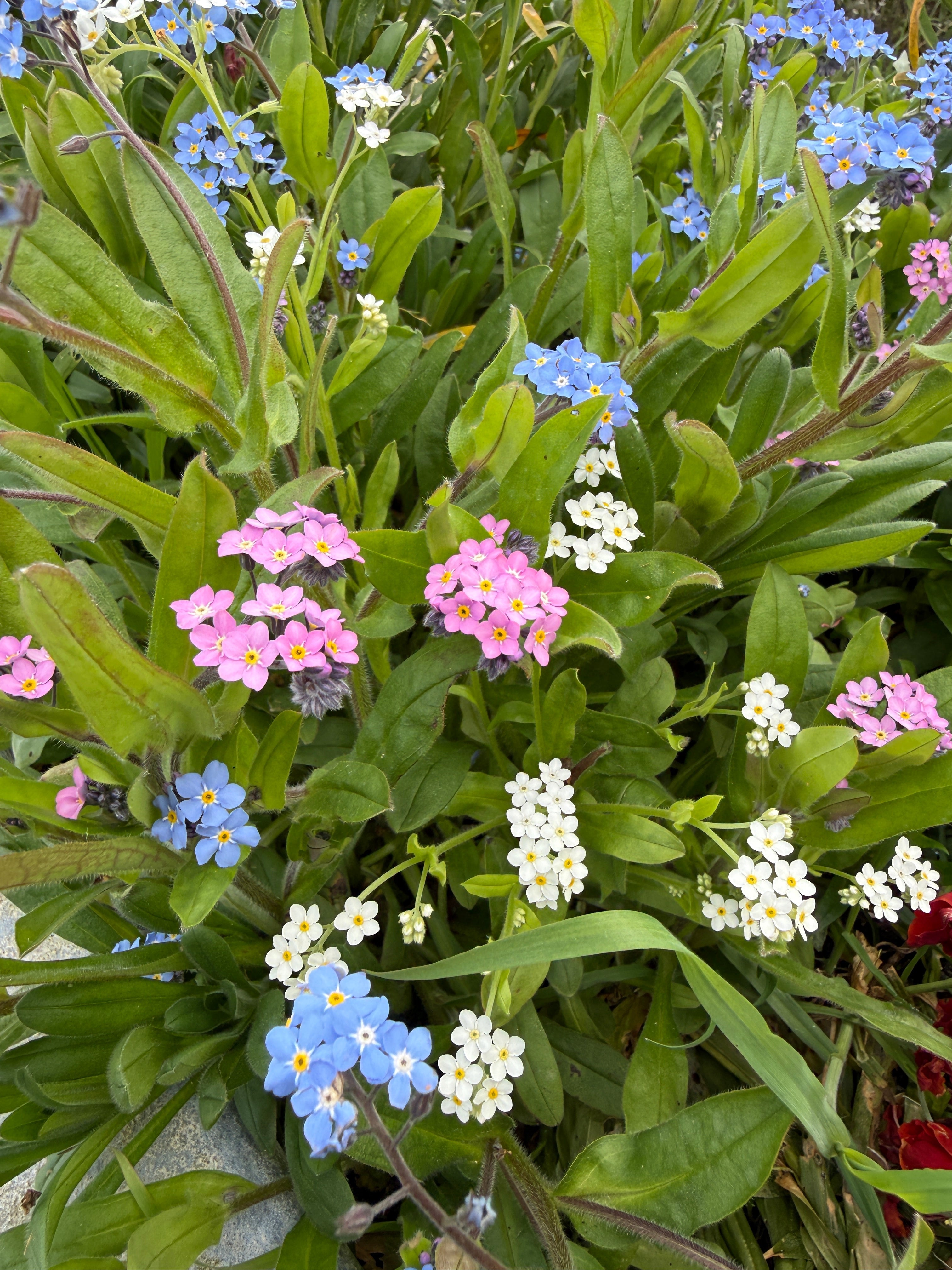Forget-me-not Victoria Mixed - REGN