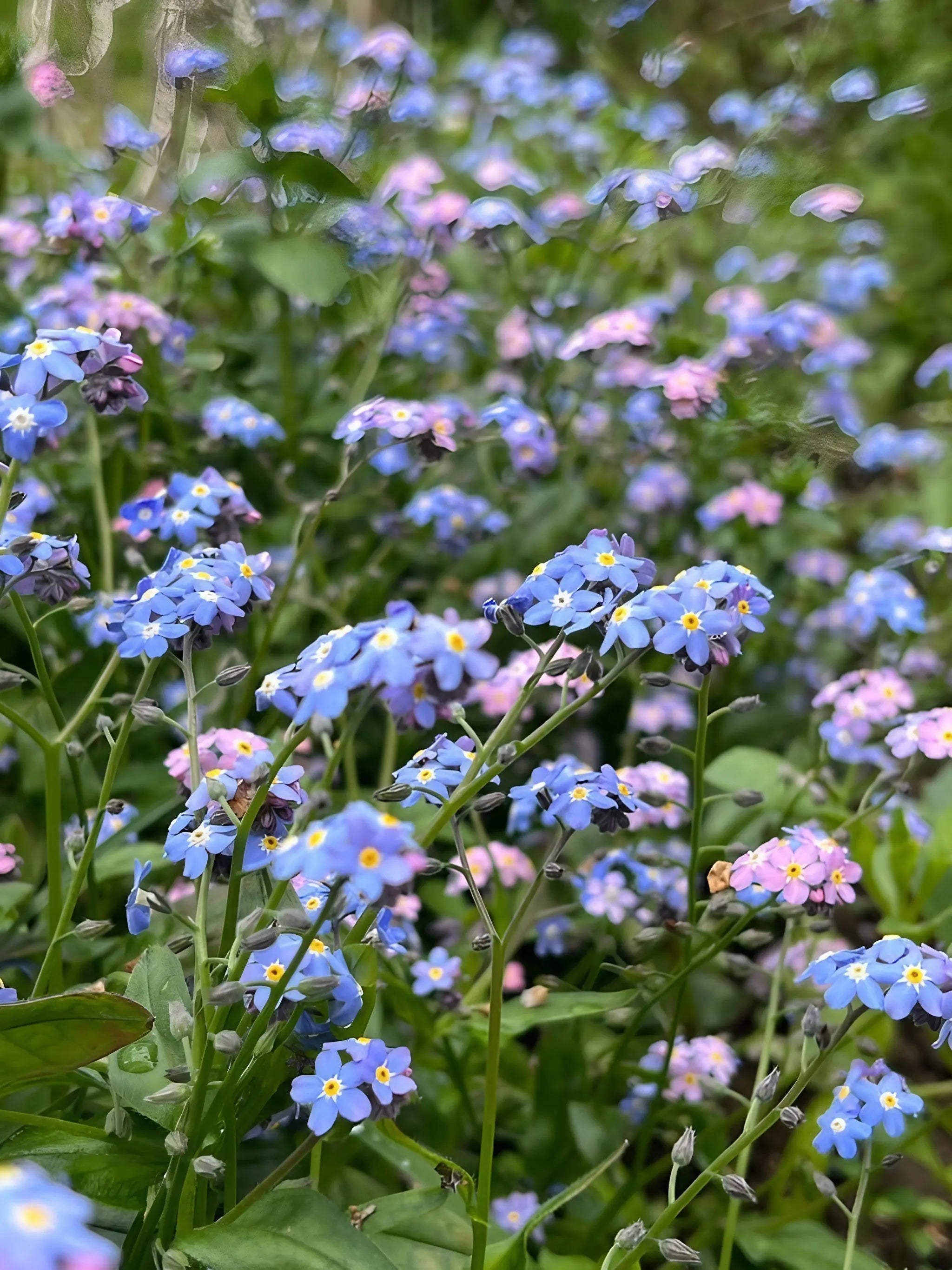 Forget-me-not Victoria Mixed - REGN