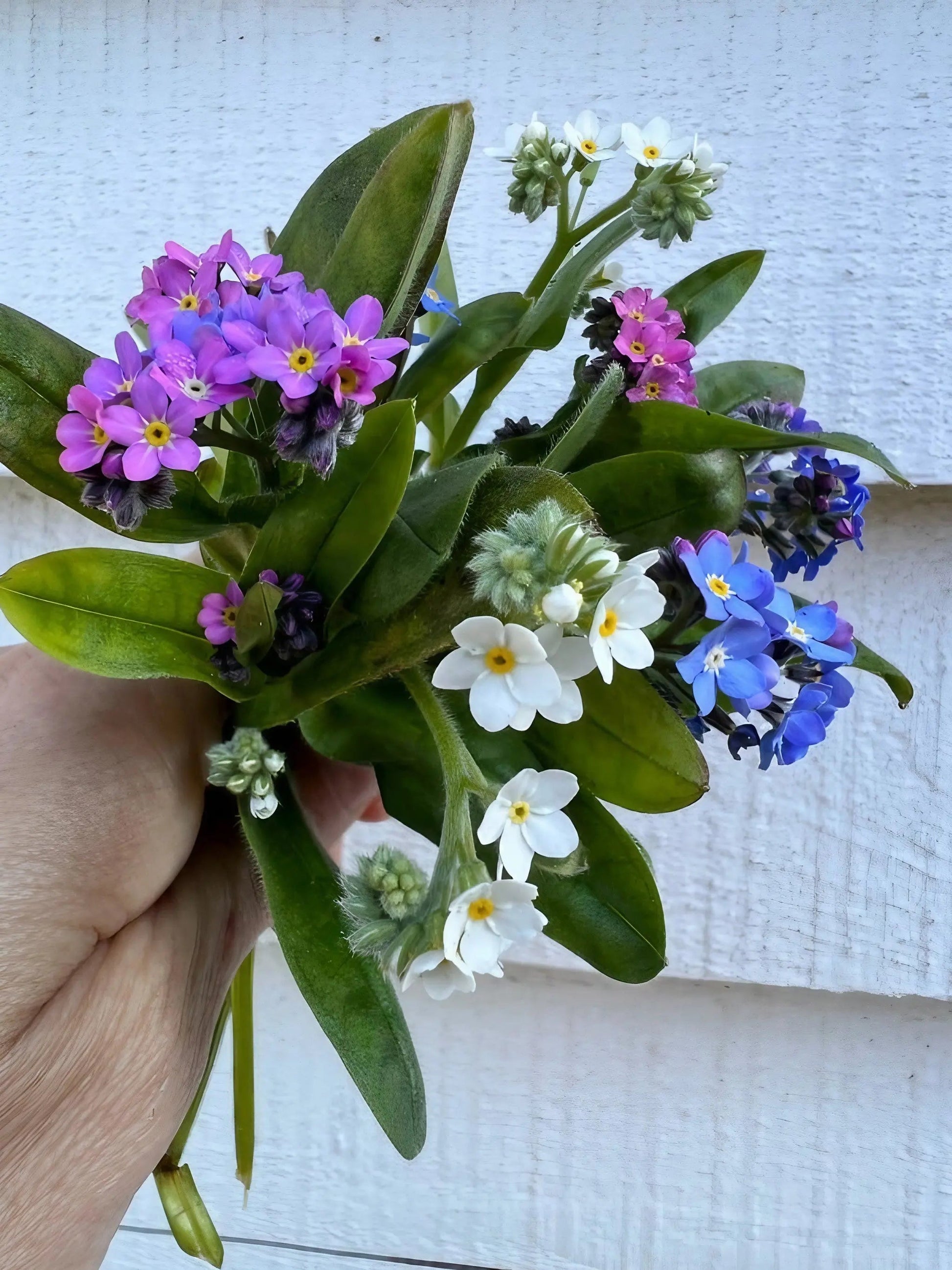Forget-me-not Victoria Mixed - REGN