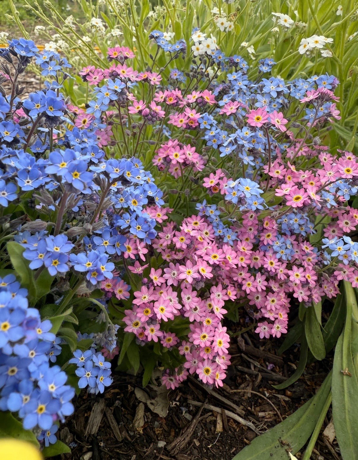 Forget-me-not Victoria Mixed - REGN