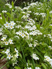 Forget-me-not White - REGN