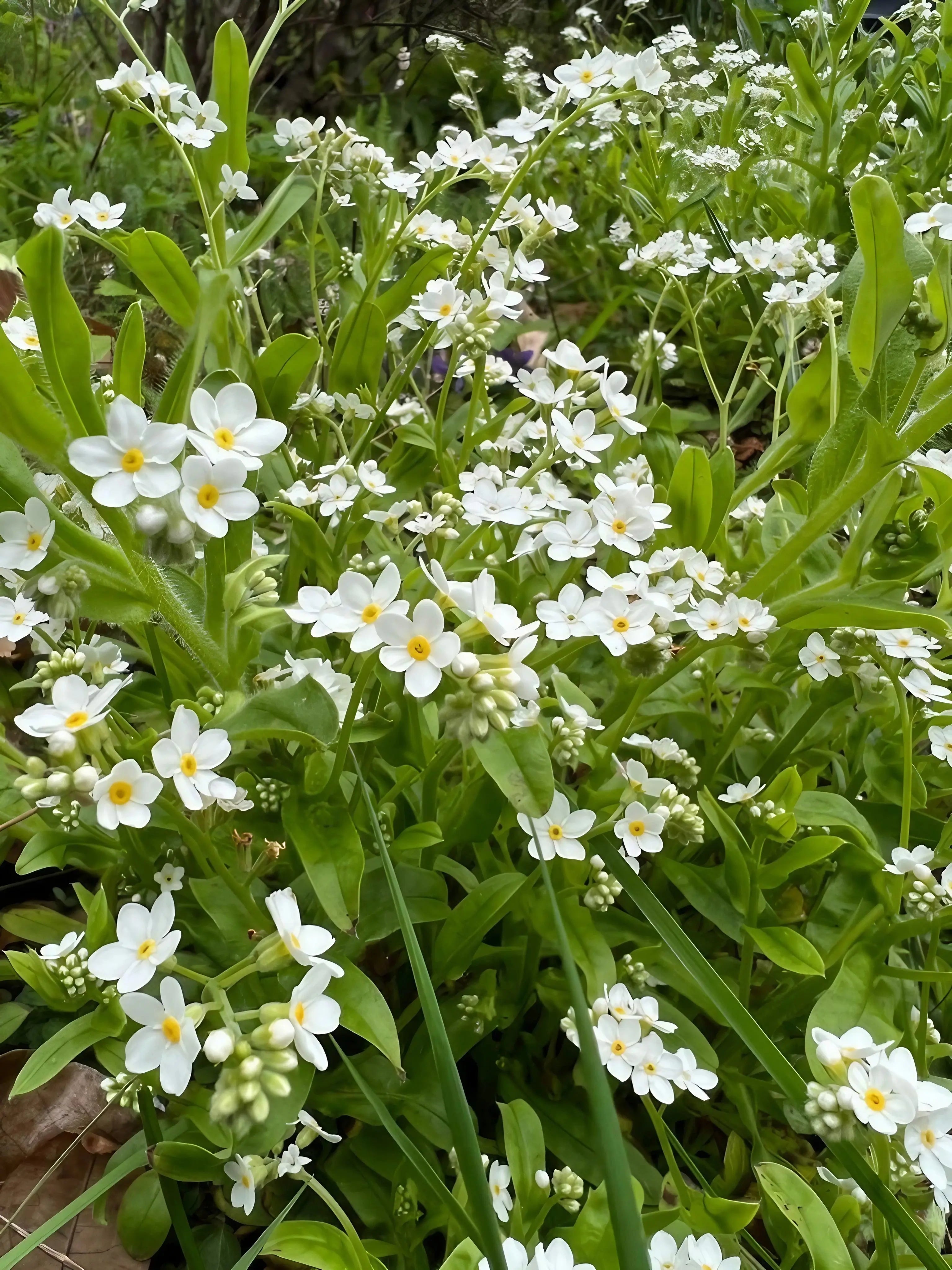 Forget-me-not White - REGN