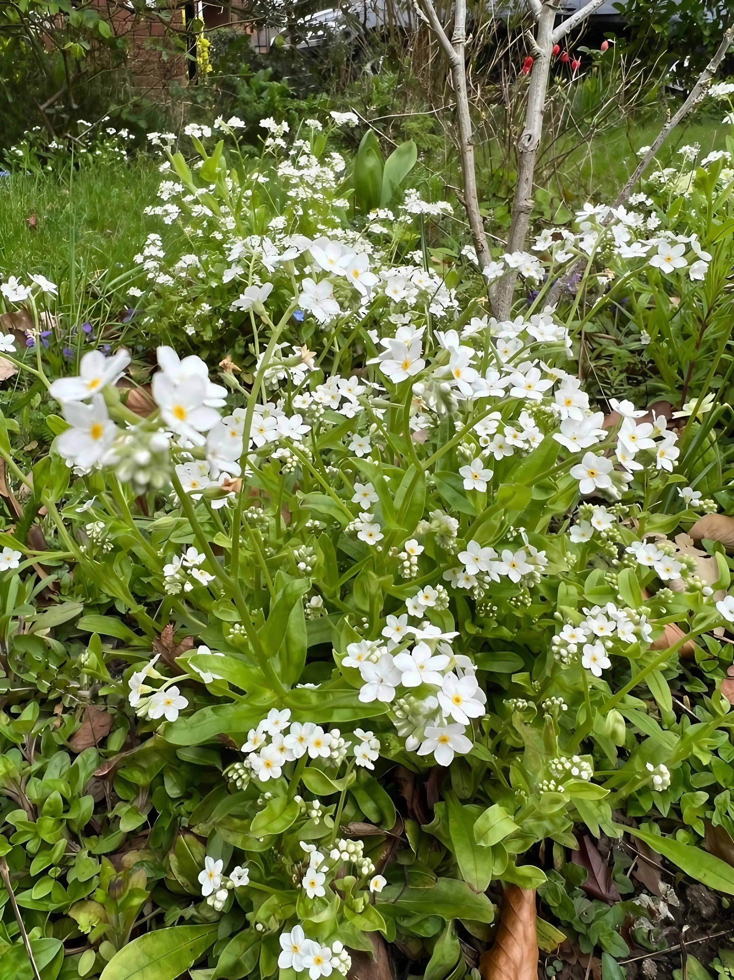 Forget-me-not White - REGN