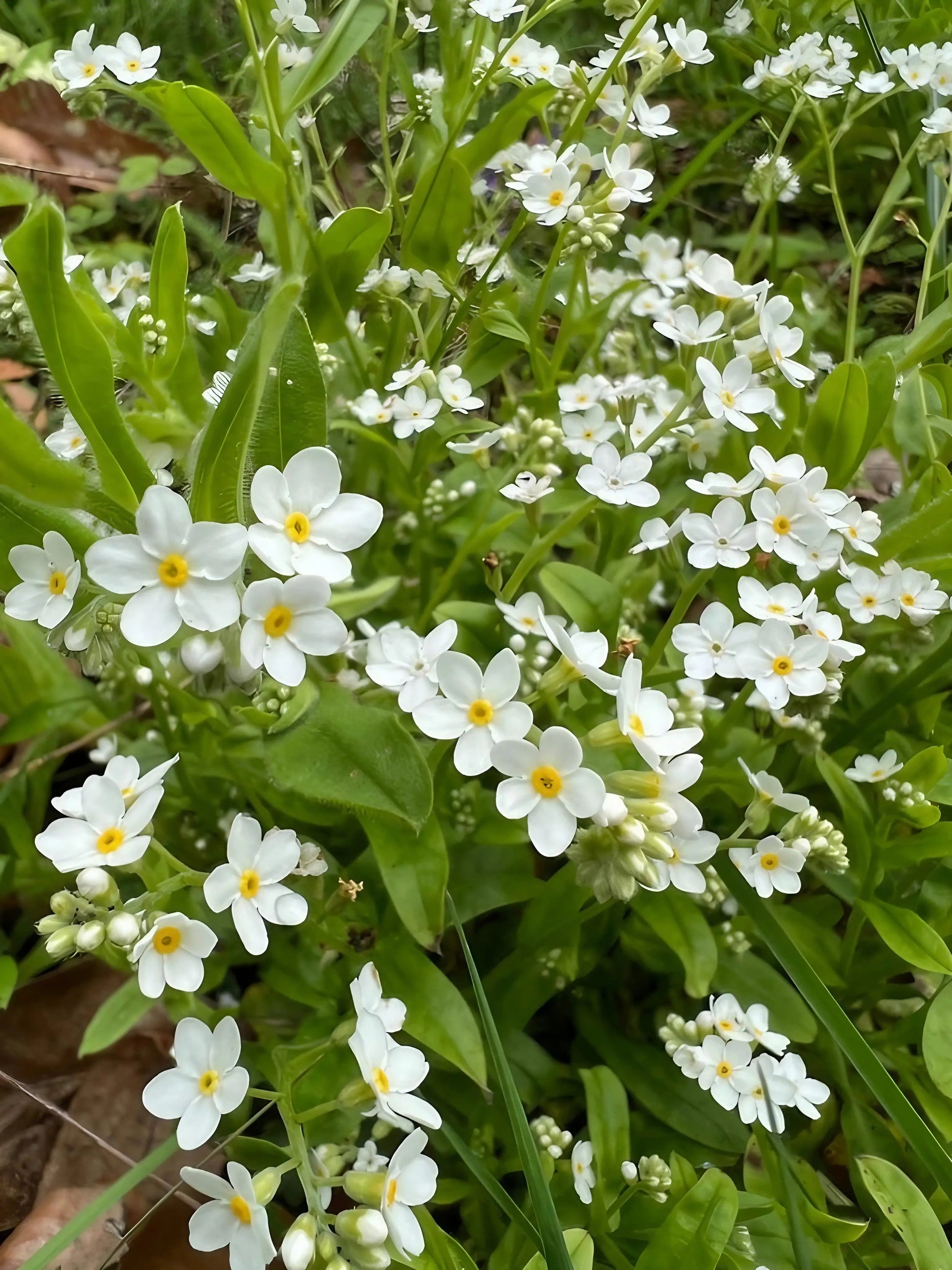 Forget-me-not White - REGN
