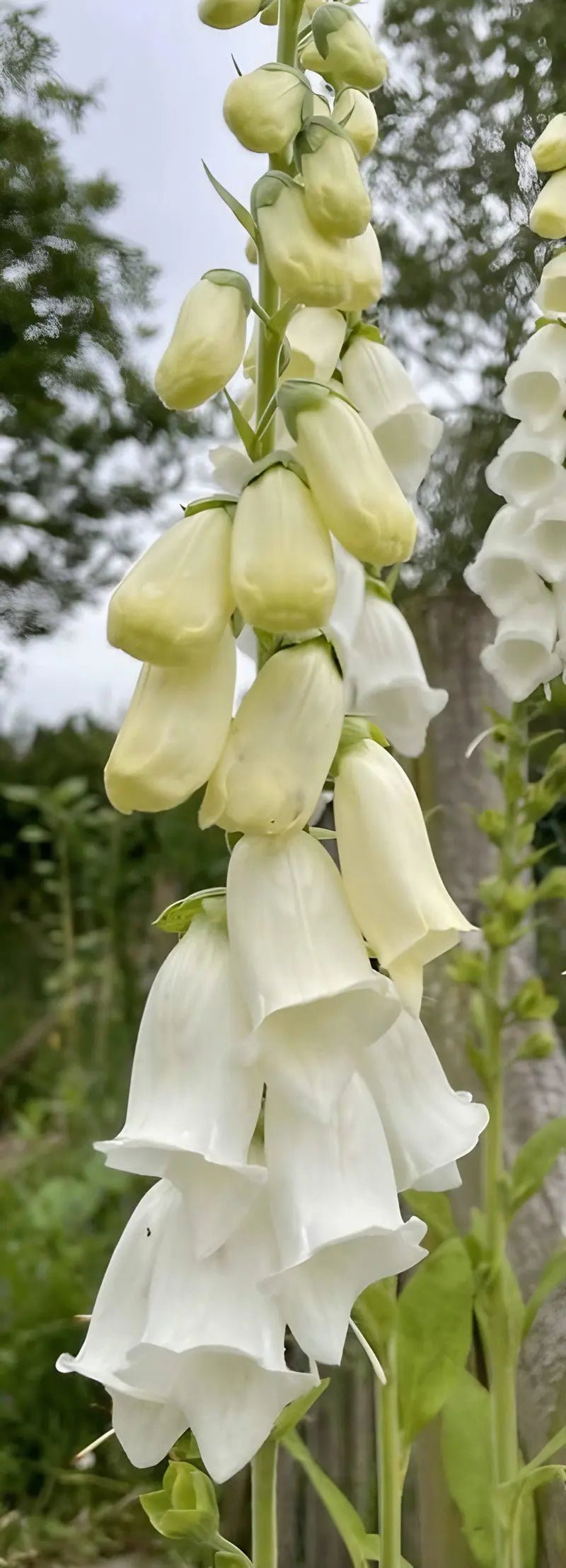 Foxglove Alba White - REGN