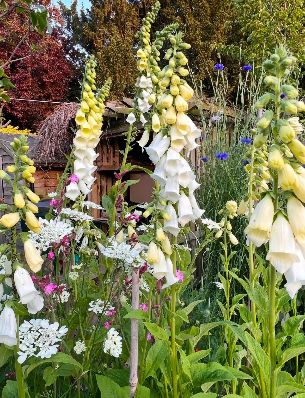 Foxglove Alba White - REGN
