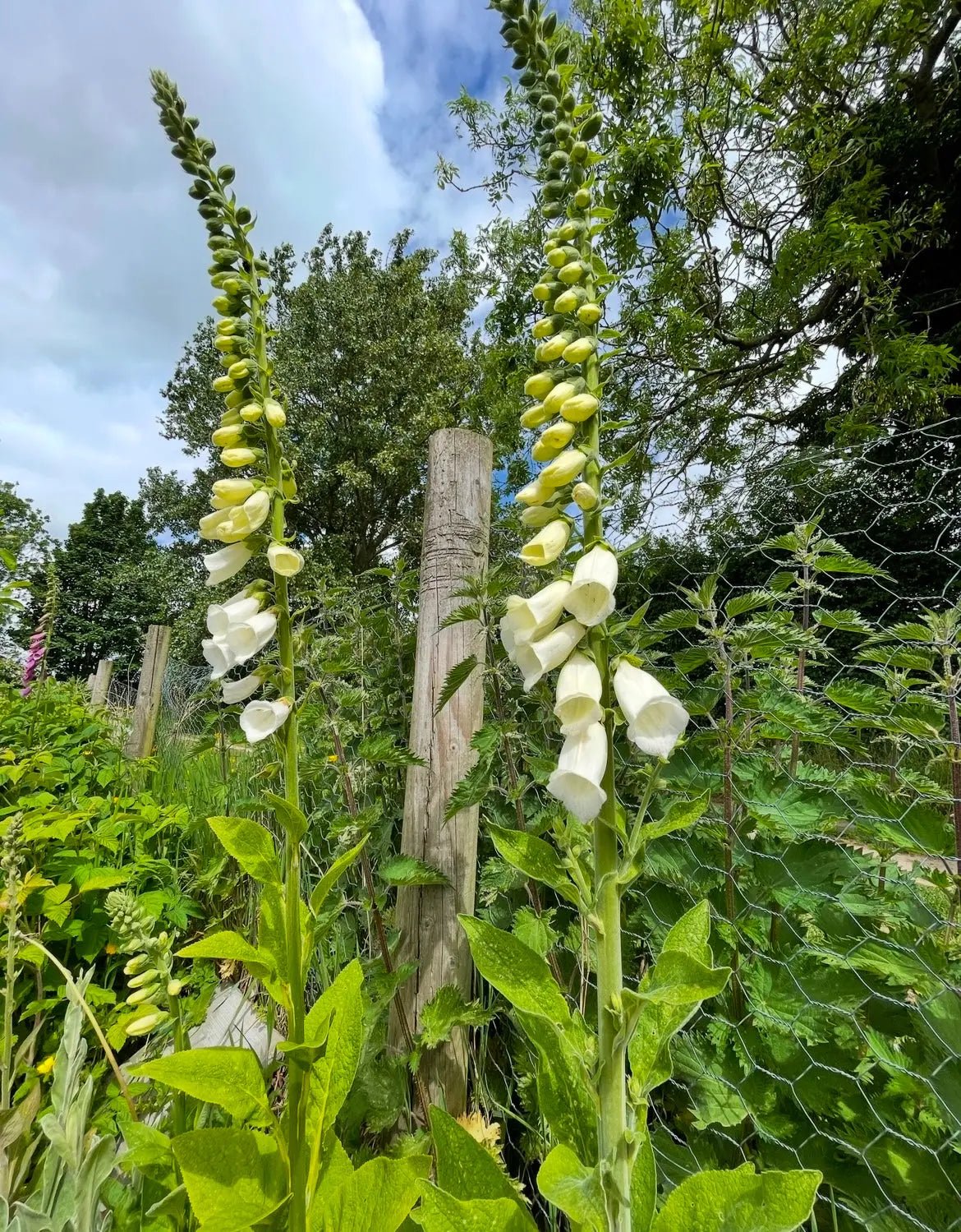Foxglove Alba White - REGN