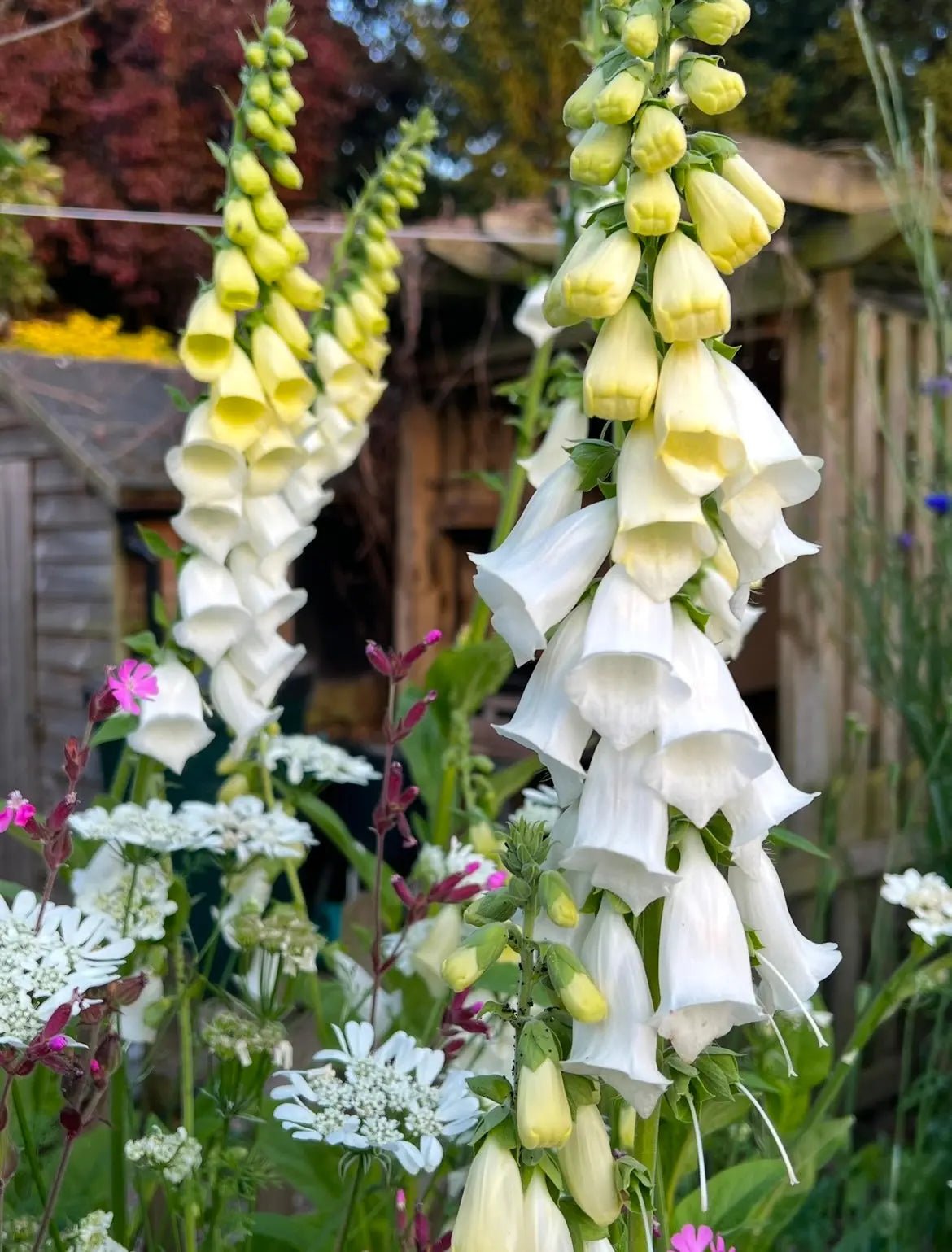 Foxglove Alba White - REGN